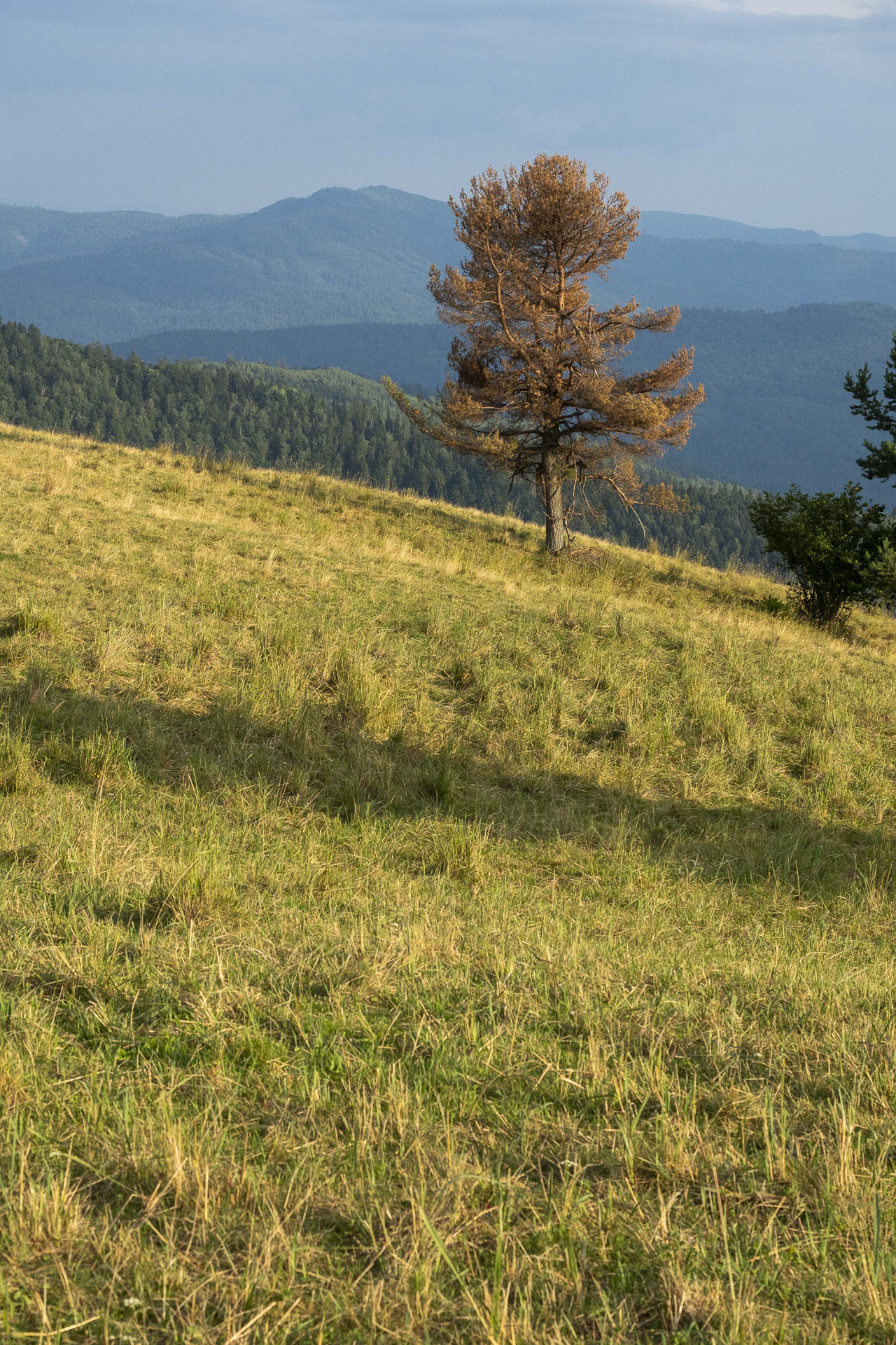 Bukovec zo Švedlára (Volovské vrchy)