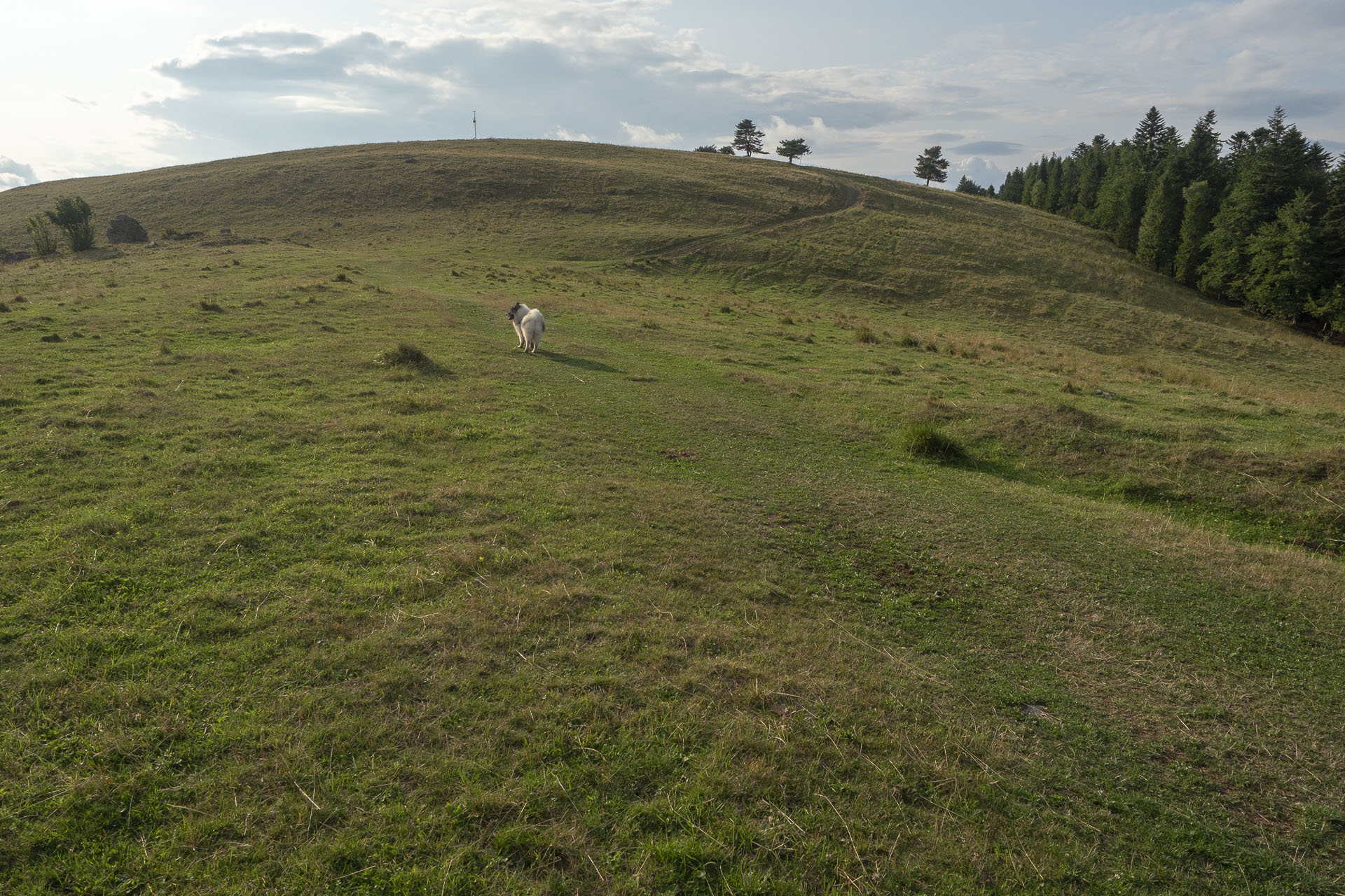 Bukovec zo Švedlára (Volovské vrchy)