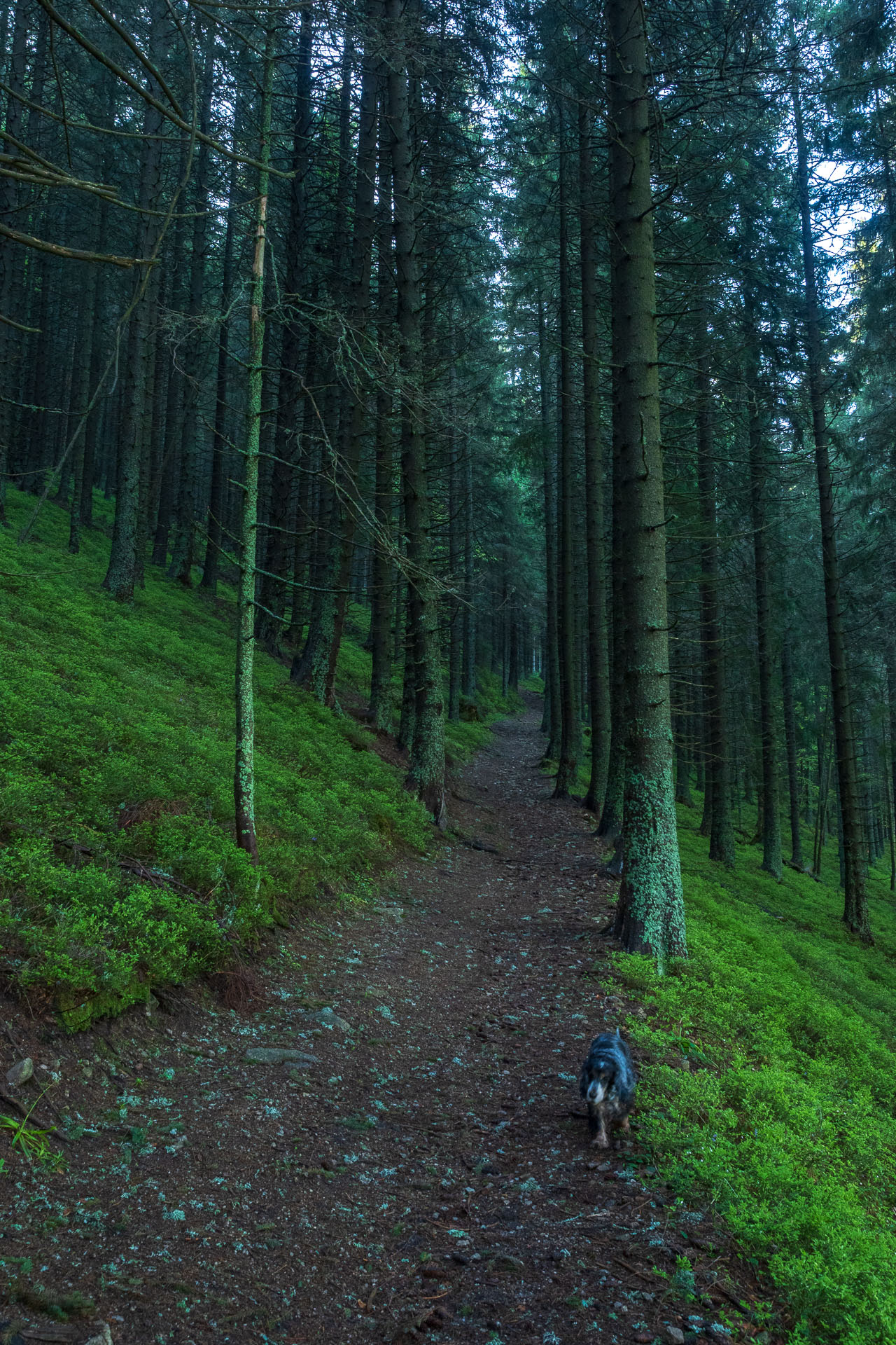 Chabenec z Magurky (Nízke Tatry)