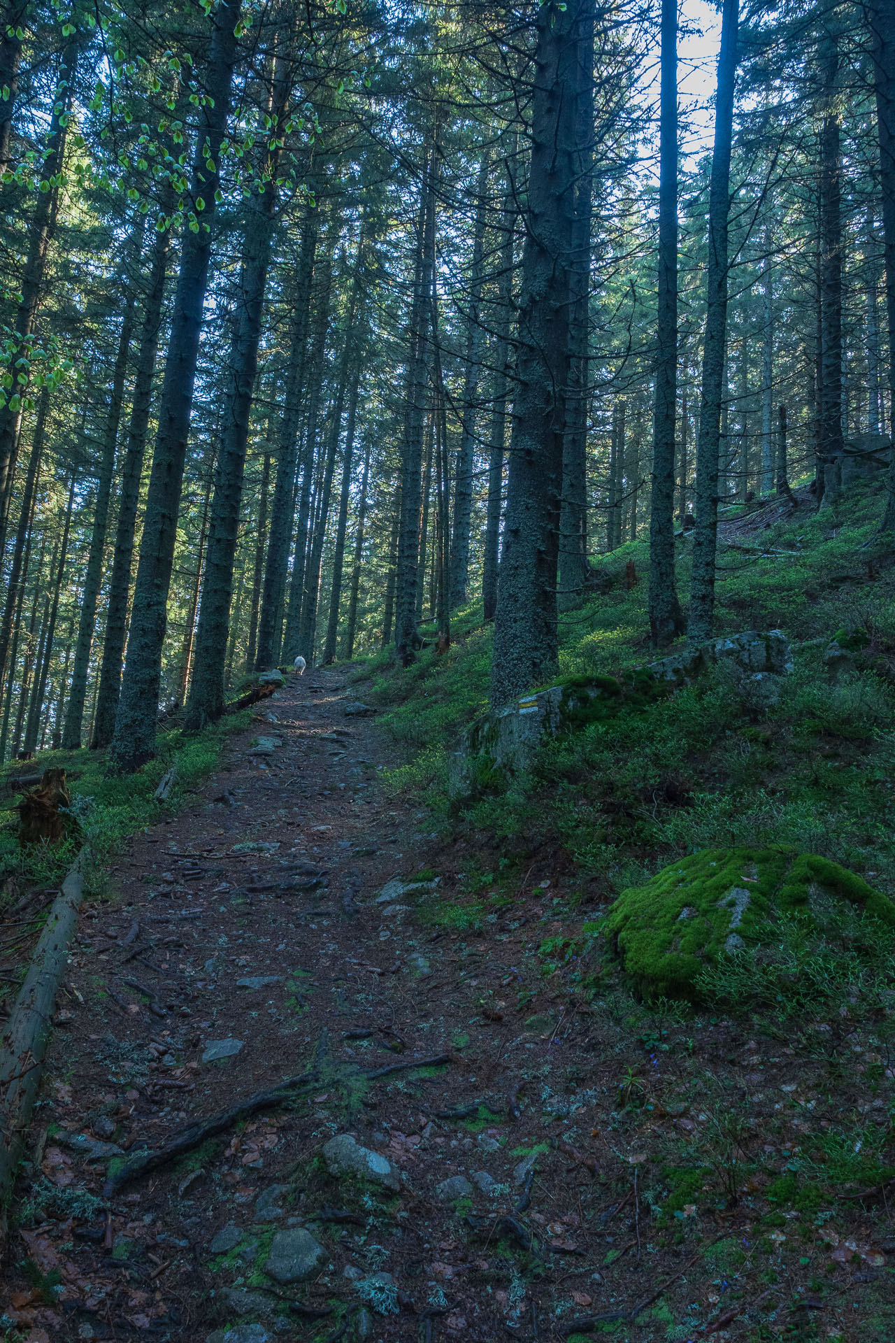 Chabenec z Magurky (Nízke Tatry)