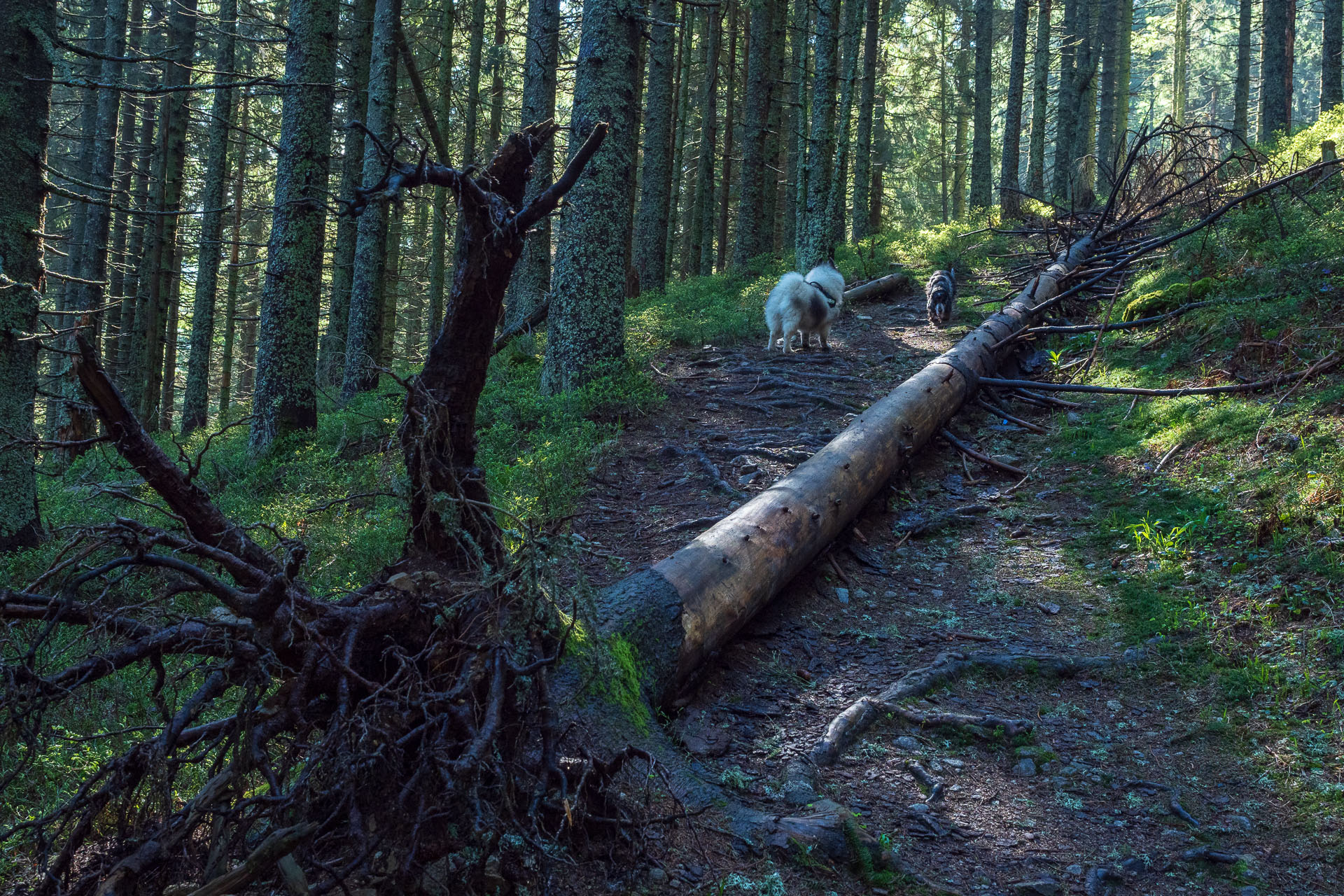 Chabenec z Magurky (Nízke Tatry)