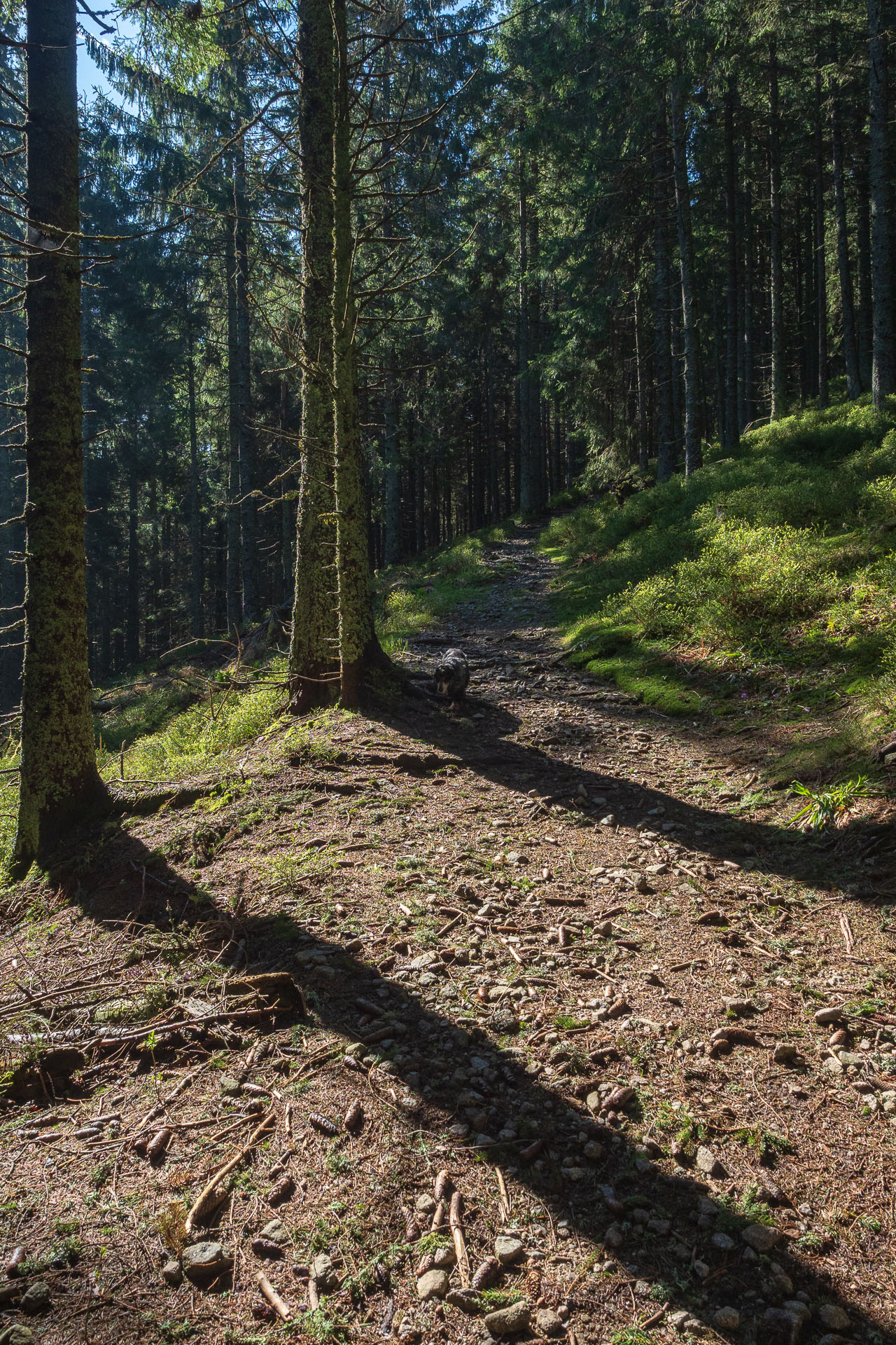 Chabenec z Magurky (Nízke Tatry)