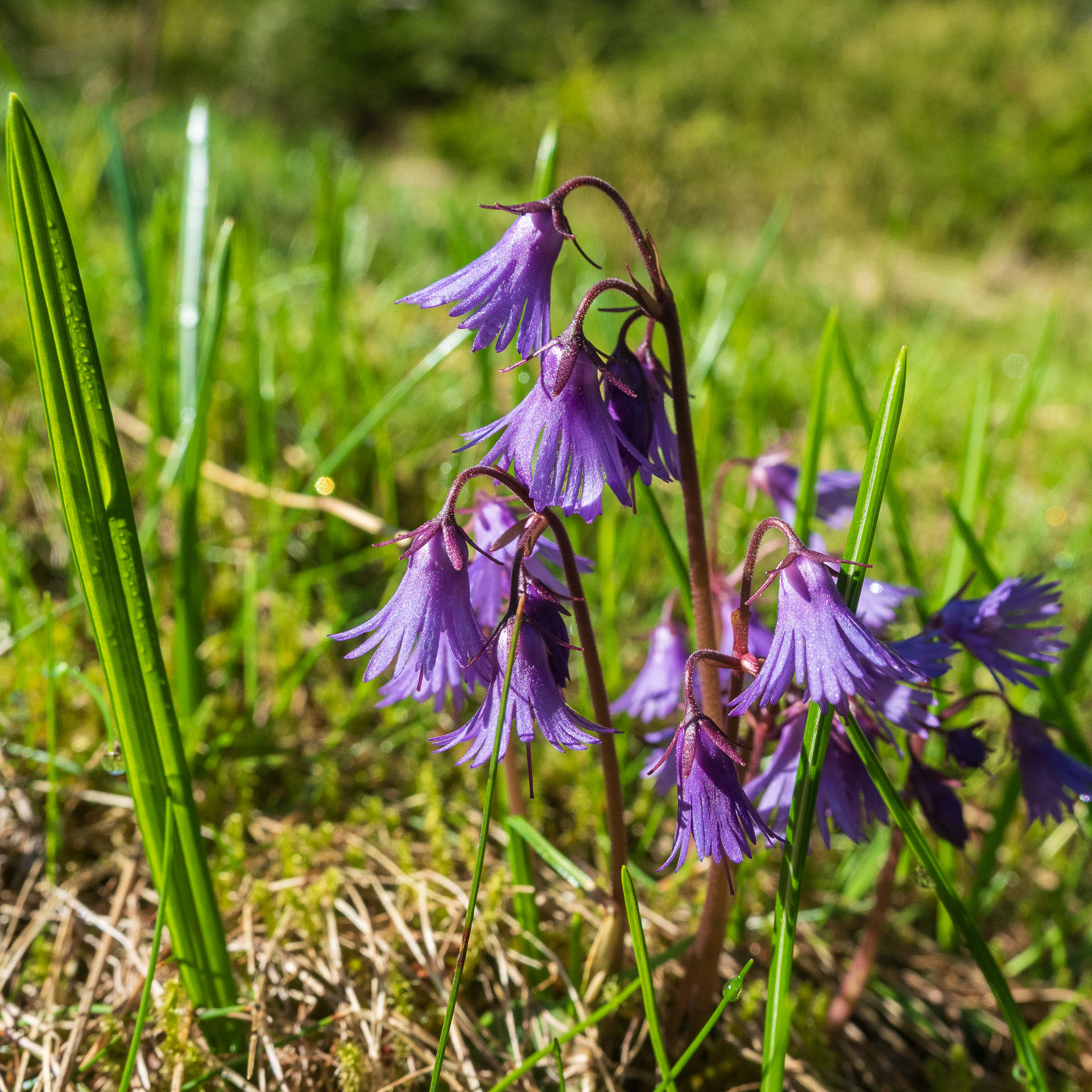 Chabenec z Magurky (Nízke Tatry)