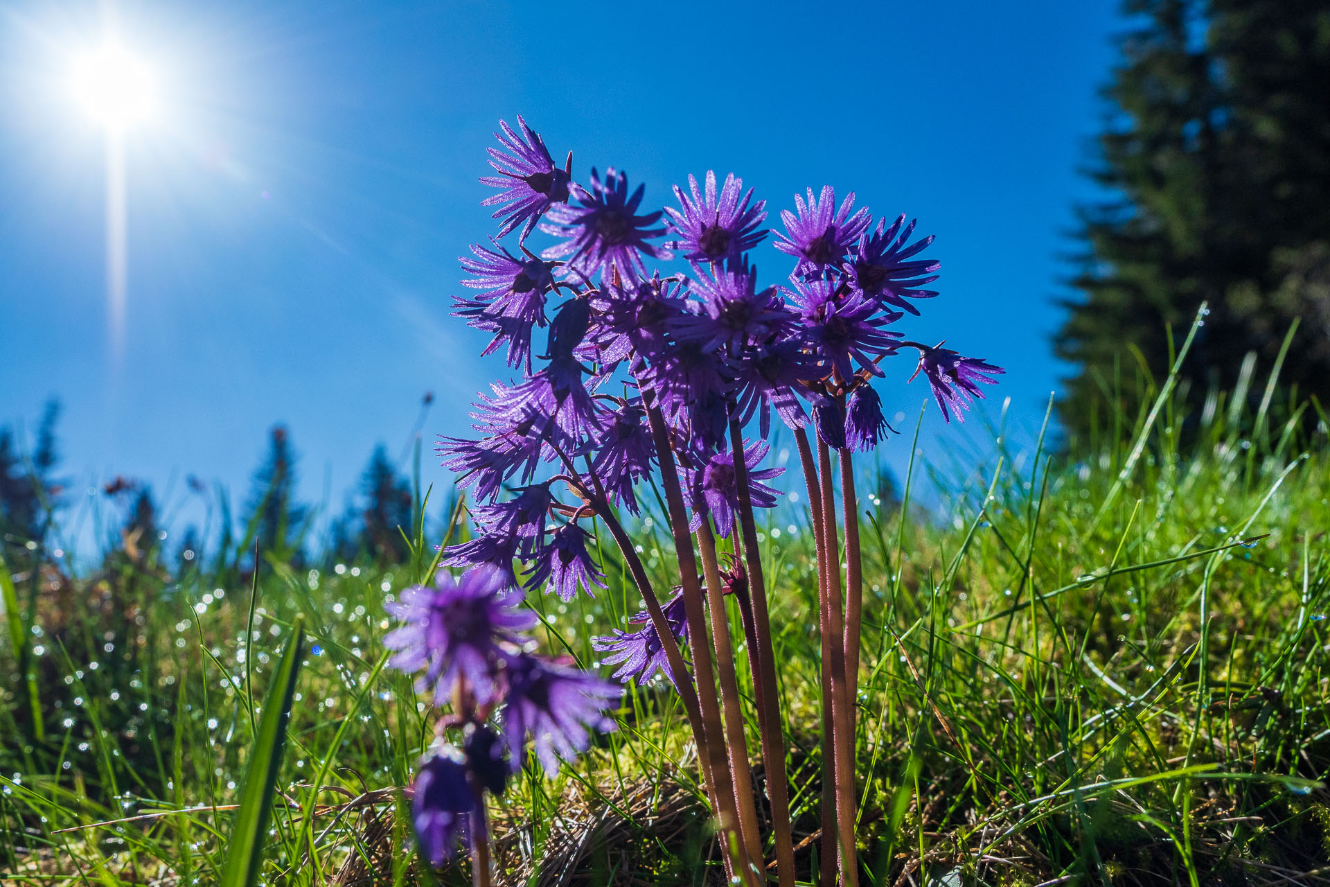 Chabenec z Magurky (Nízke Tatry)