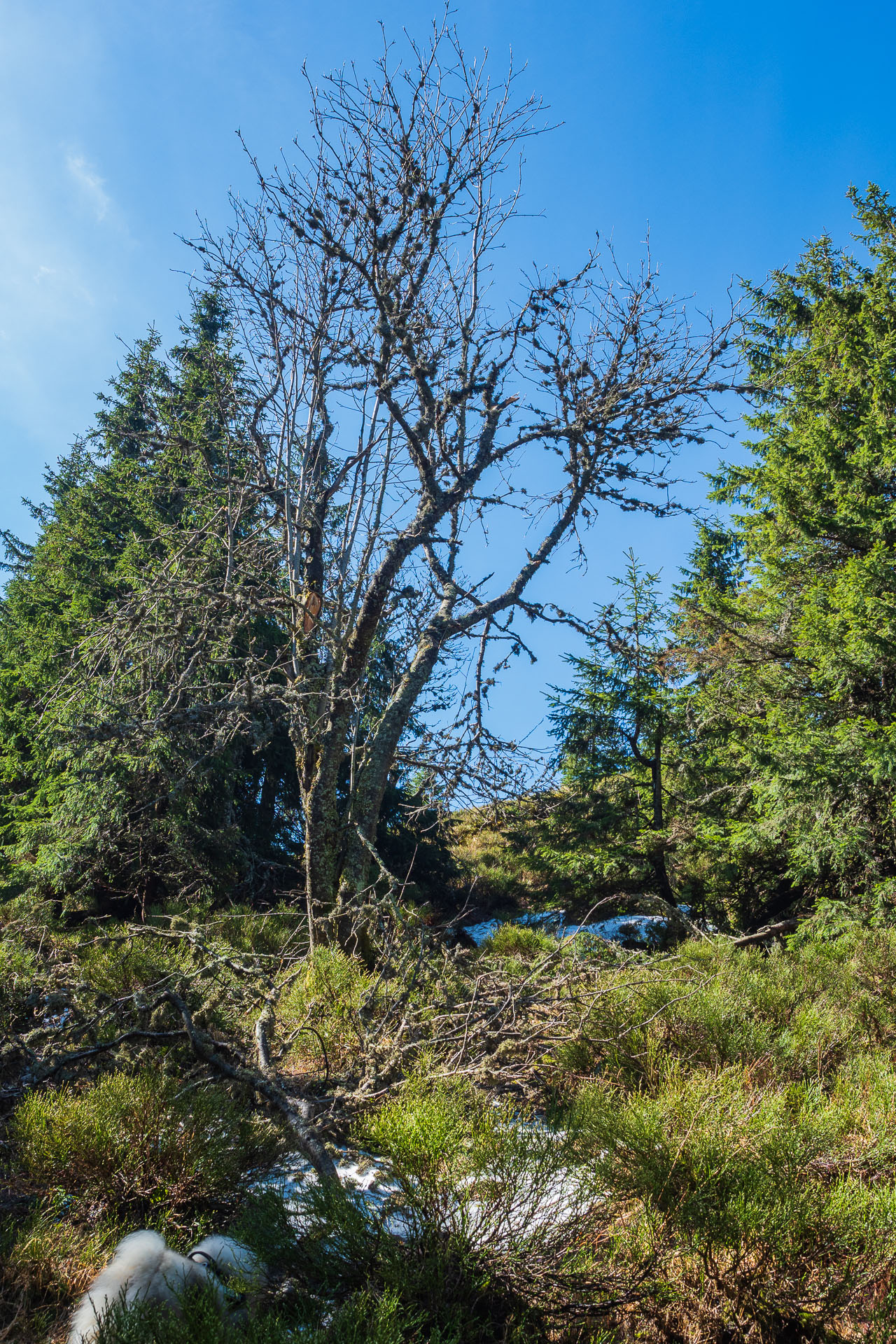 Chabenec z Magurky (Nízke Tatry)