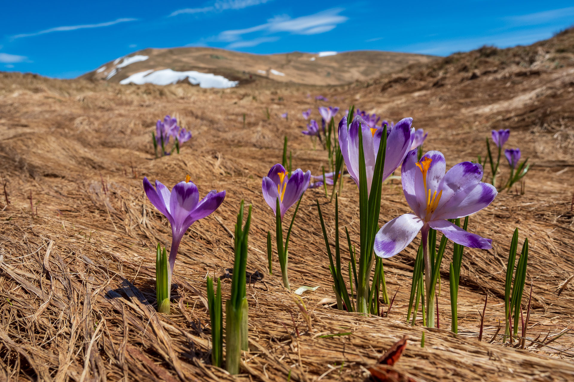 Chabenec z Magurky (Nízke Tatry)