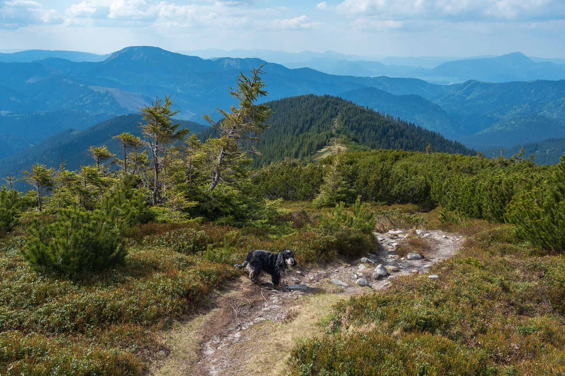 Chabenec z Magurky (Nízke Tatry)