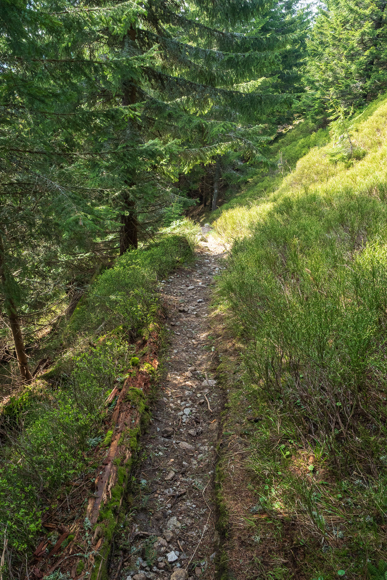 Chabenec z Magurky (Nízke Tatry)