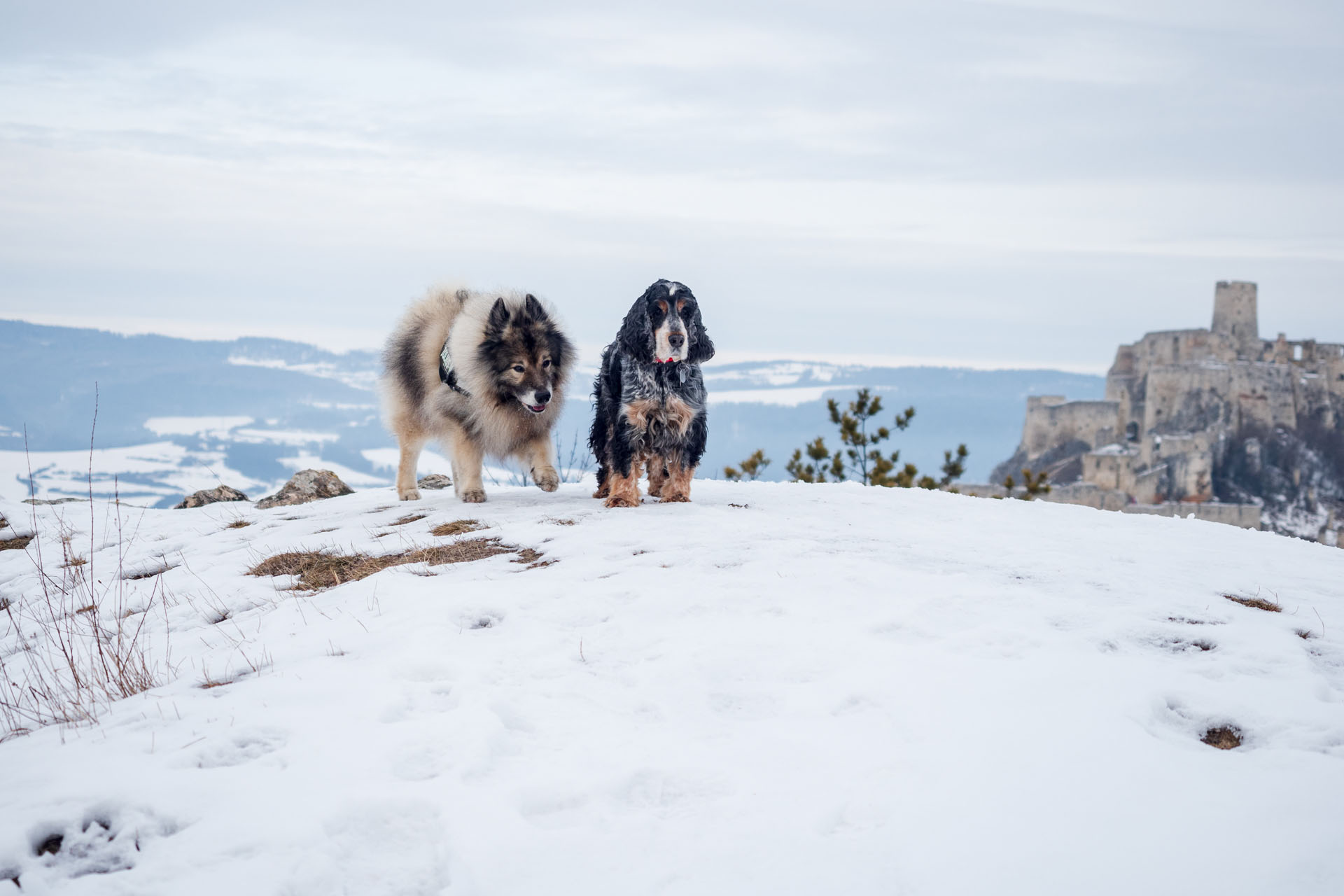 Dreveník a Spišský hrad zo Žehry (Levočské vrchy)