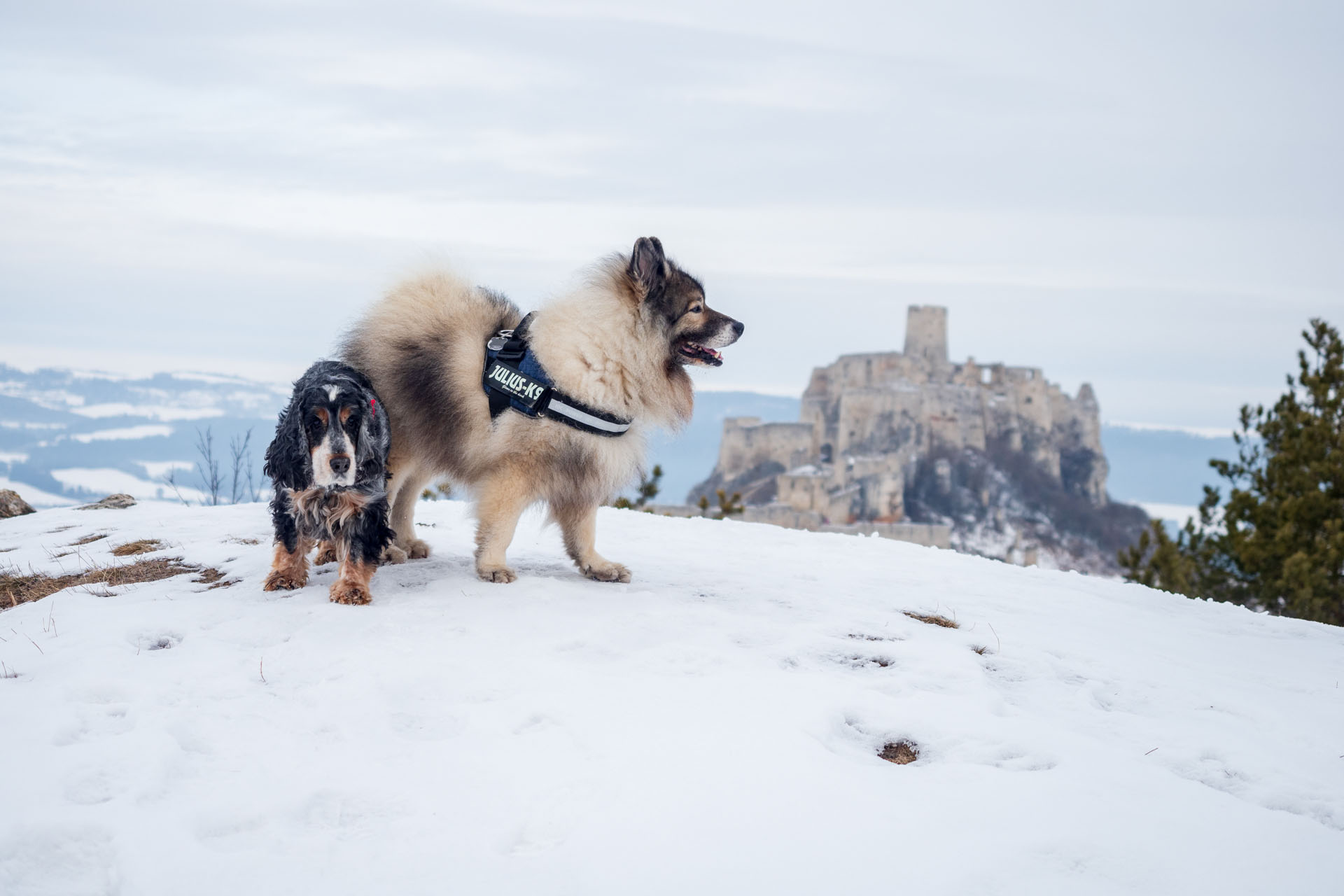 Dreveník a Spišský hrad zo Žehry (Levočské vrchy)