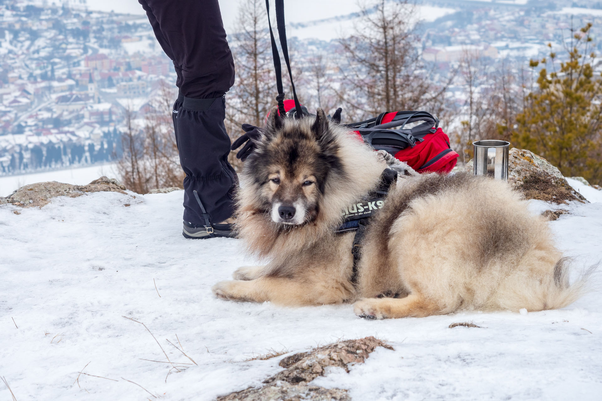 Dreveník a Spišský hrad zo Žehry (Levočské vrchy)