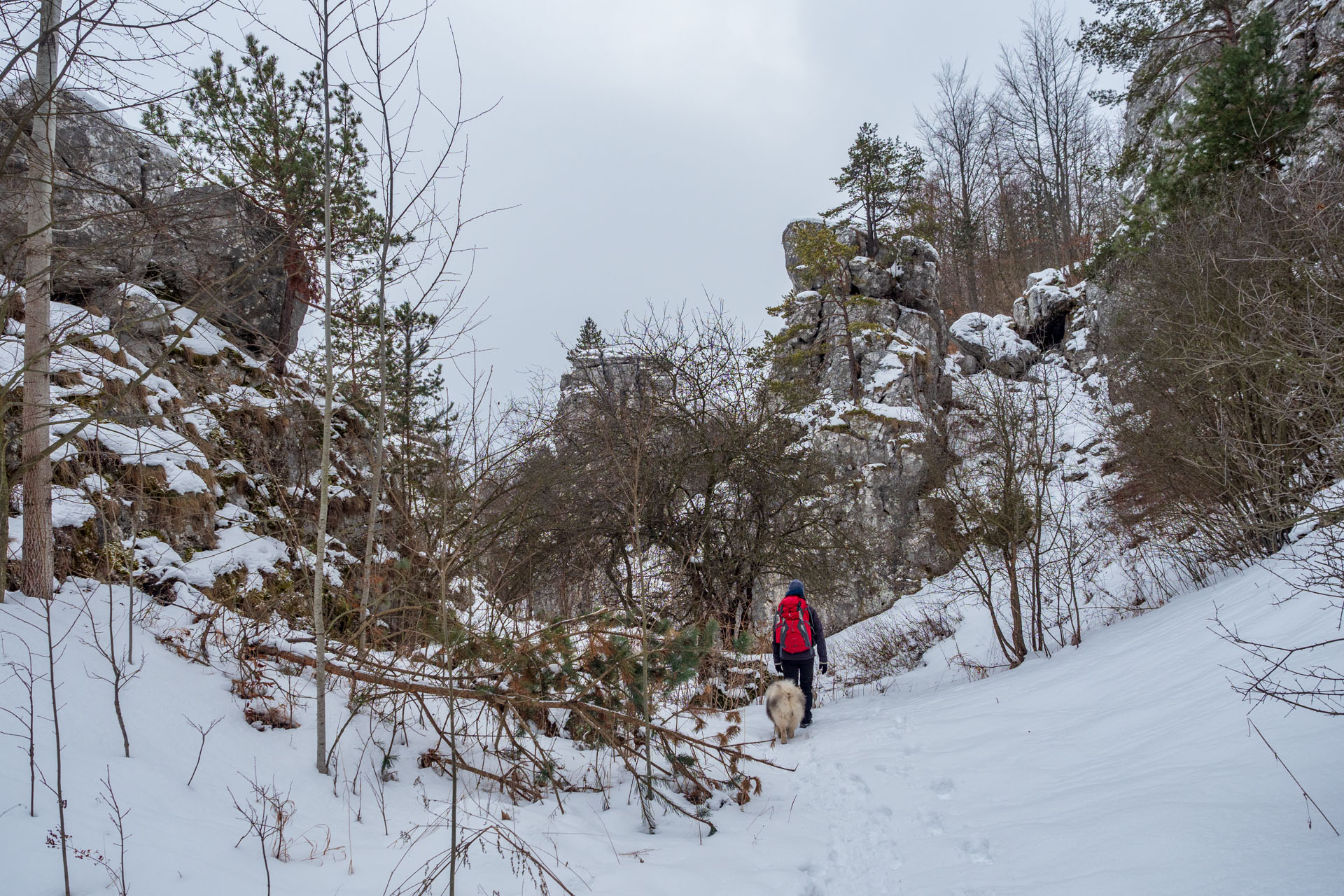 Dreveník a Spišský hrad zo Žehry (Levočské vrchy)