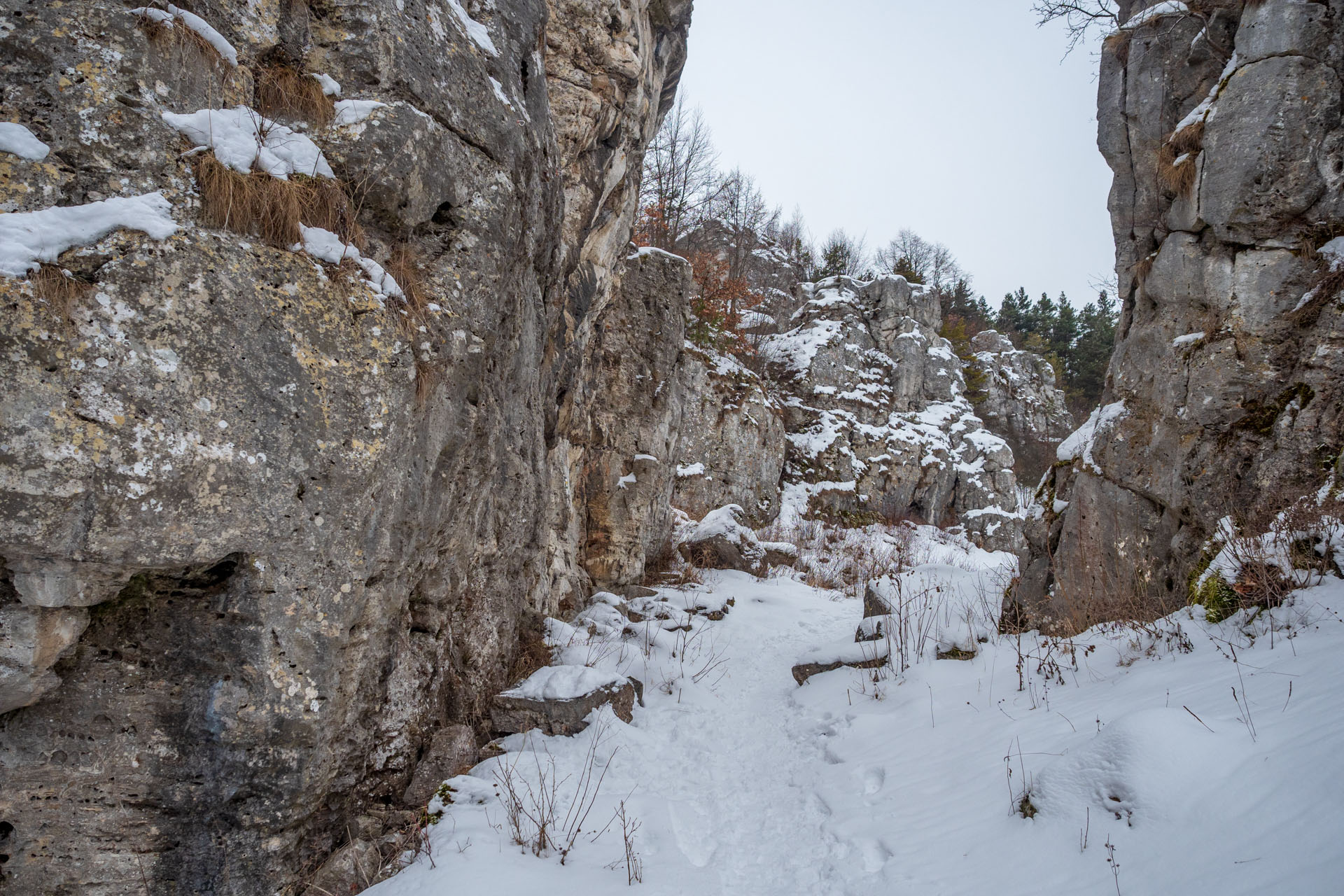 Dreveník a Spišský hrad zo Žehry (Levočské vrchy)