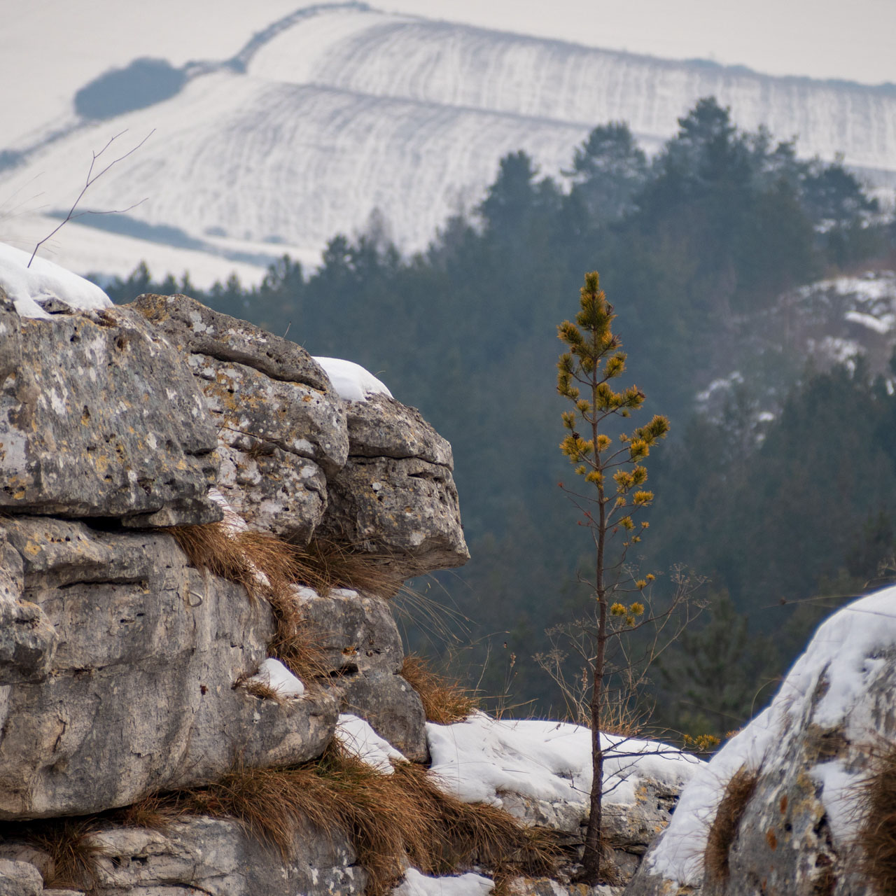 Dreveník a Spišský hrad zo Žehry (Levočské vrchy)