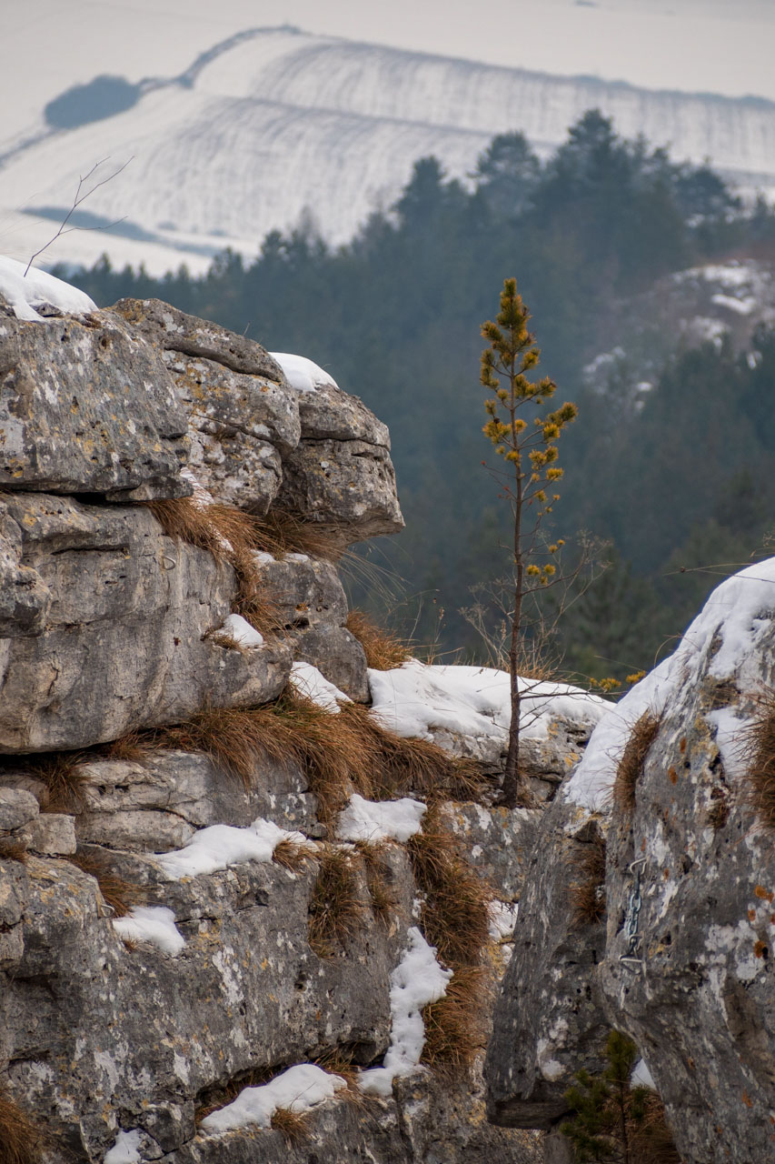 Dreveník a Spišský hrad zo Žehry (Levočské vrchy)