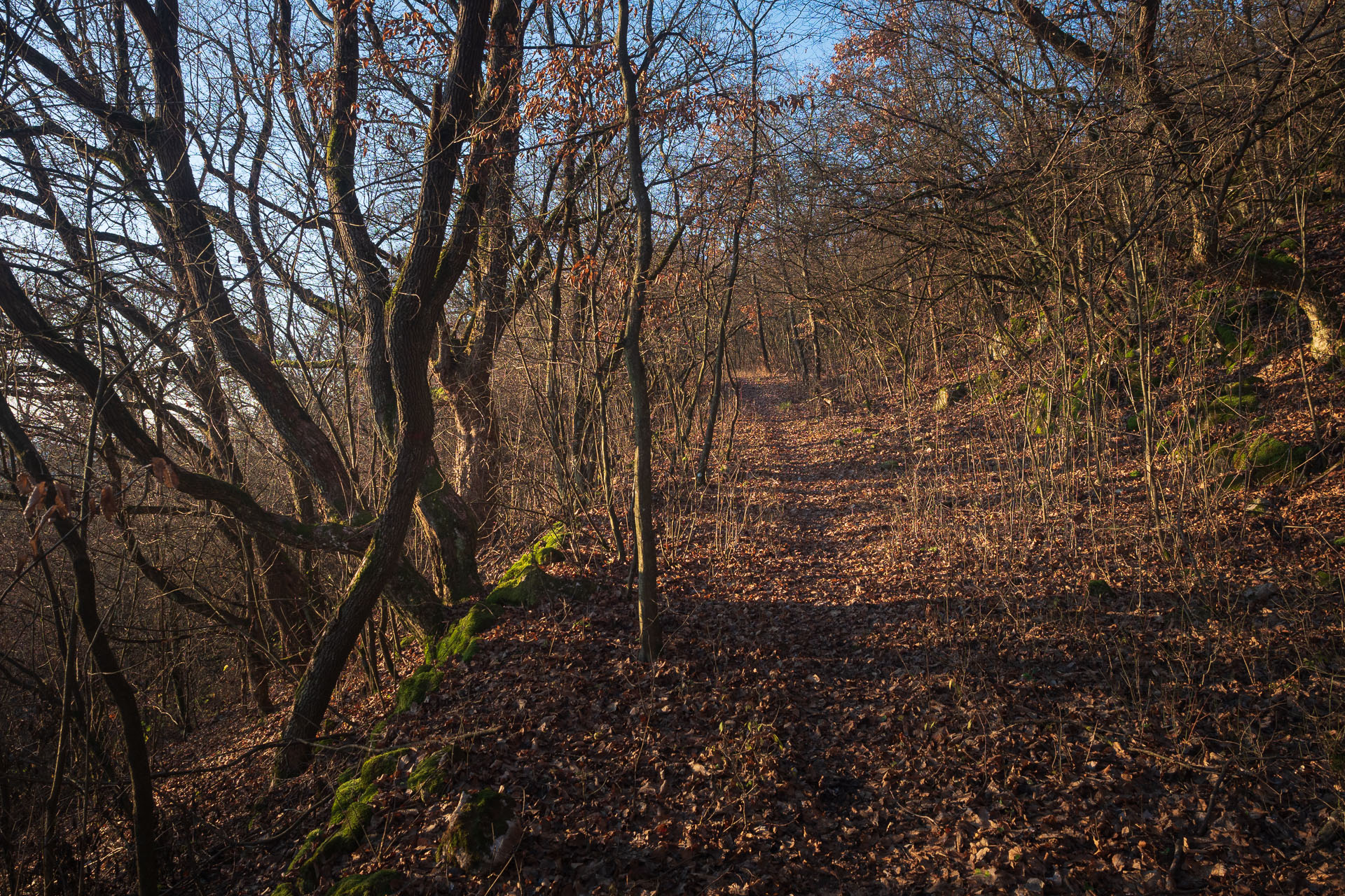 Drieňova studňa z Plešivca (Slovenský kras)