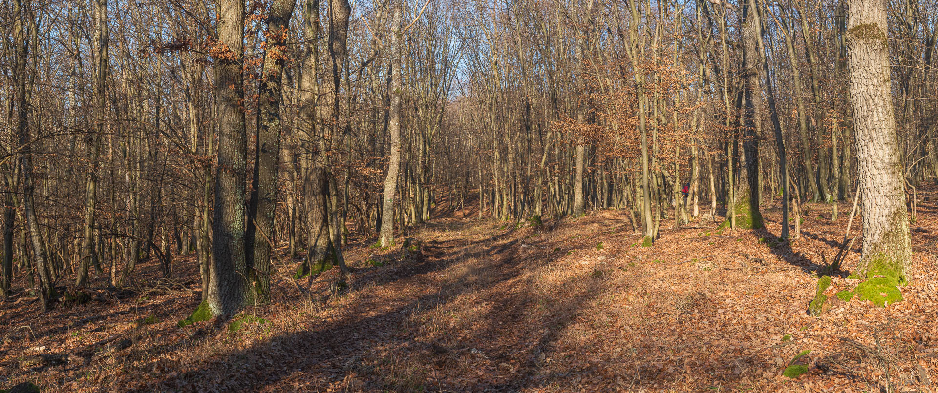 Drieňova studňa z Plešivca (Slovenský kras)