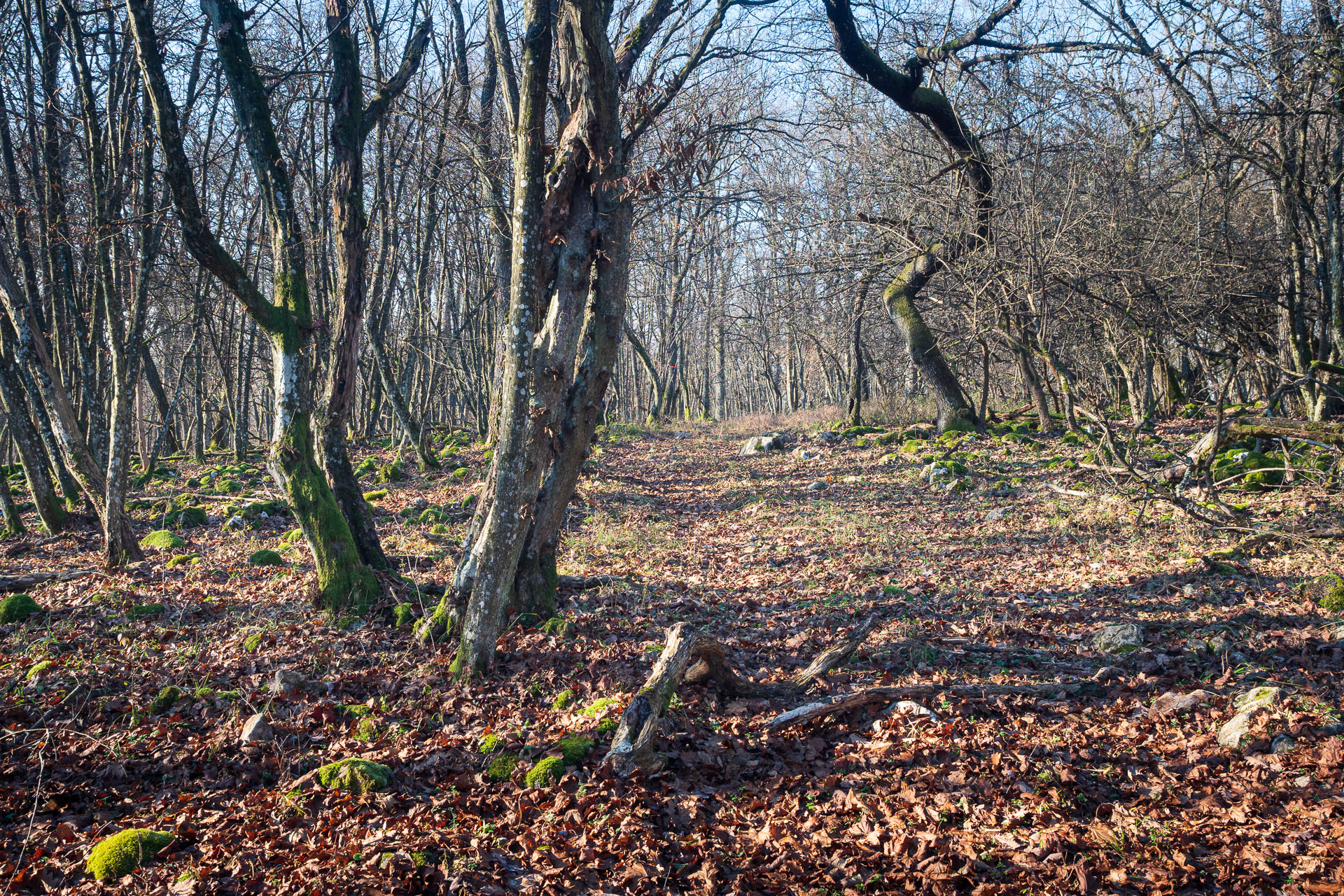 Drieňova studňa z Plešivca (Slovenský kras)