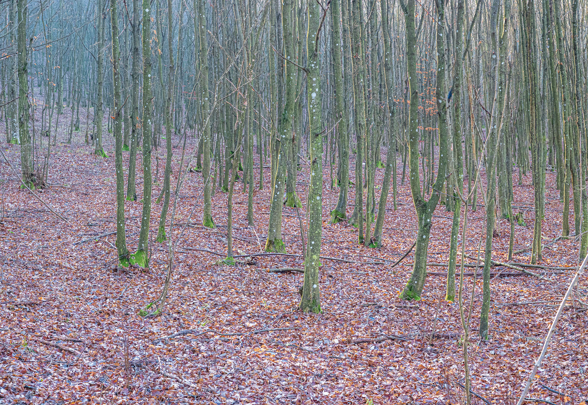 Drieňova studňa z Plešivca (Slovenský kras)