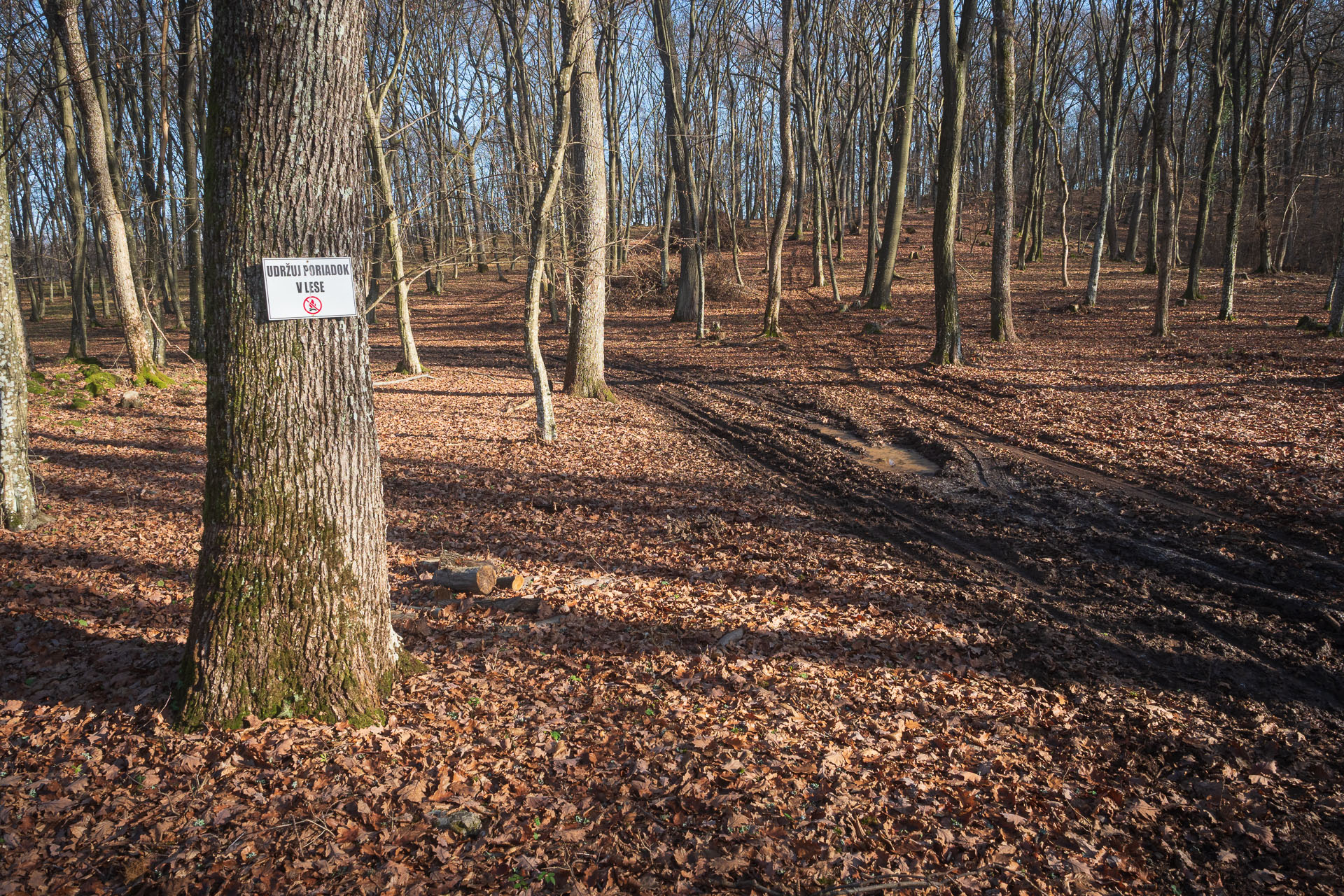 Drieňova studňa z Plešivca (Slovenský kras)