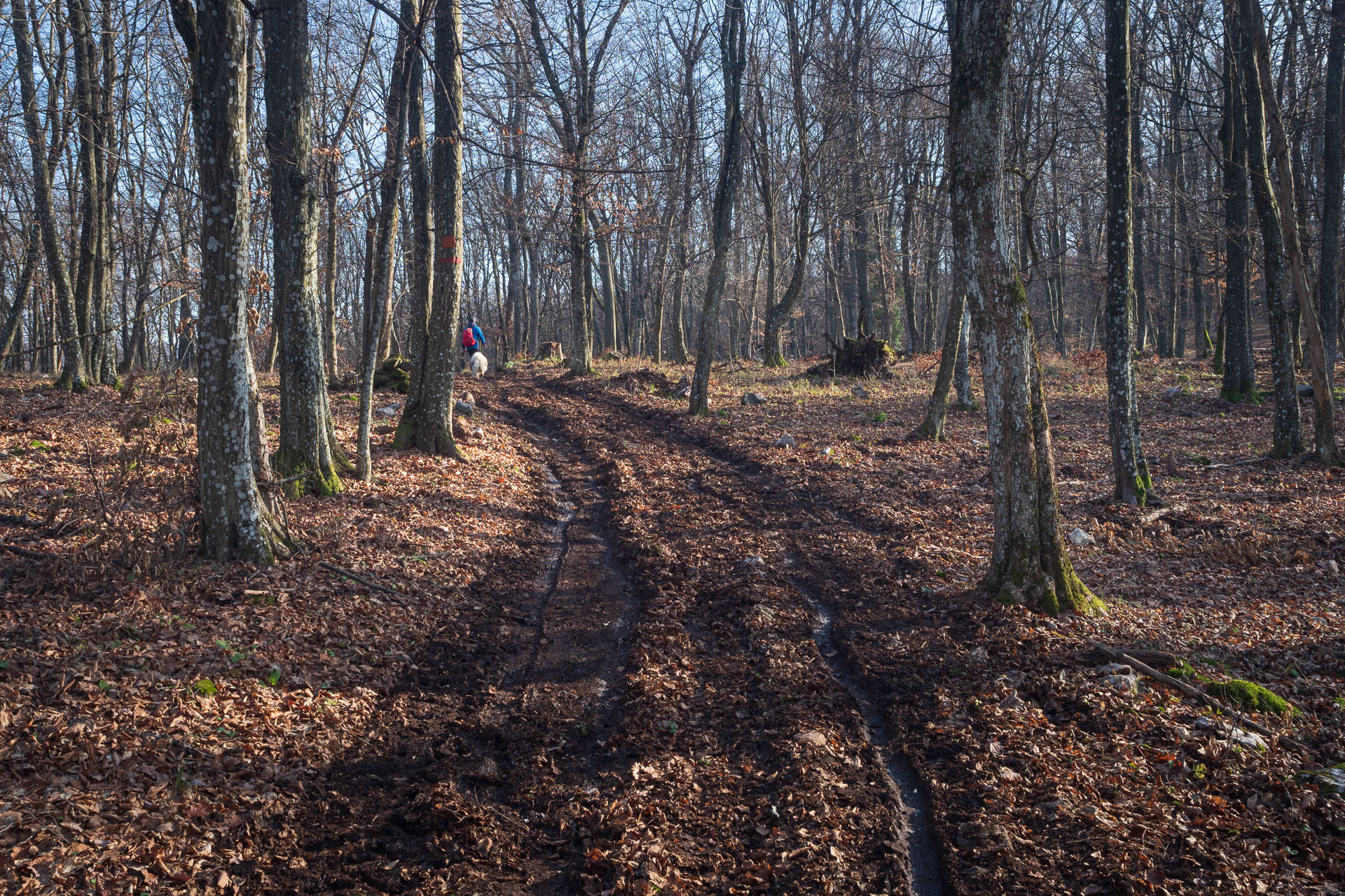 Drieňova studňa z Plešivca (Slovenský kras)