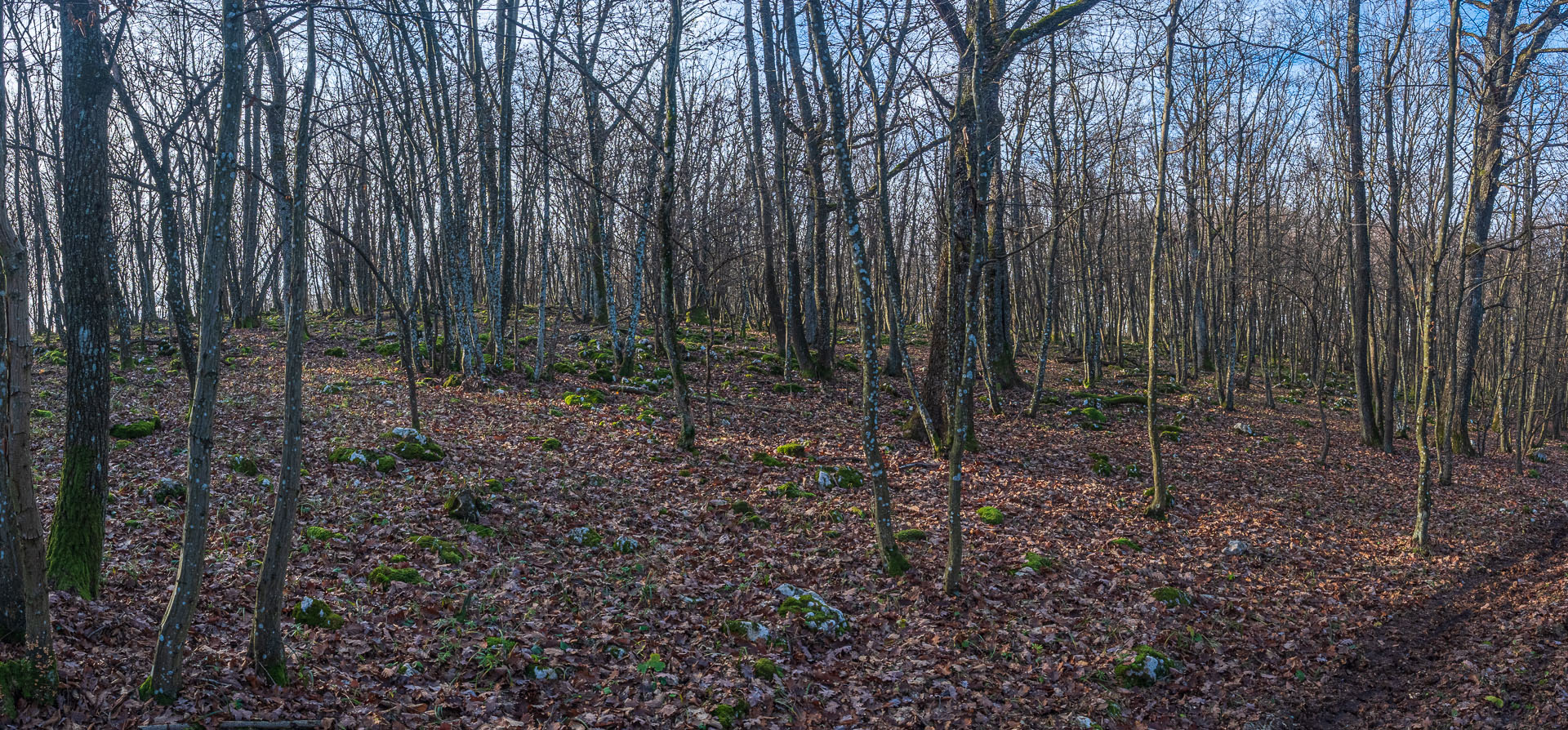 Drieňova studňa z Plešivca (Slovenský kras)