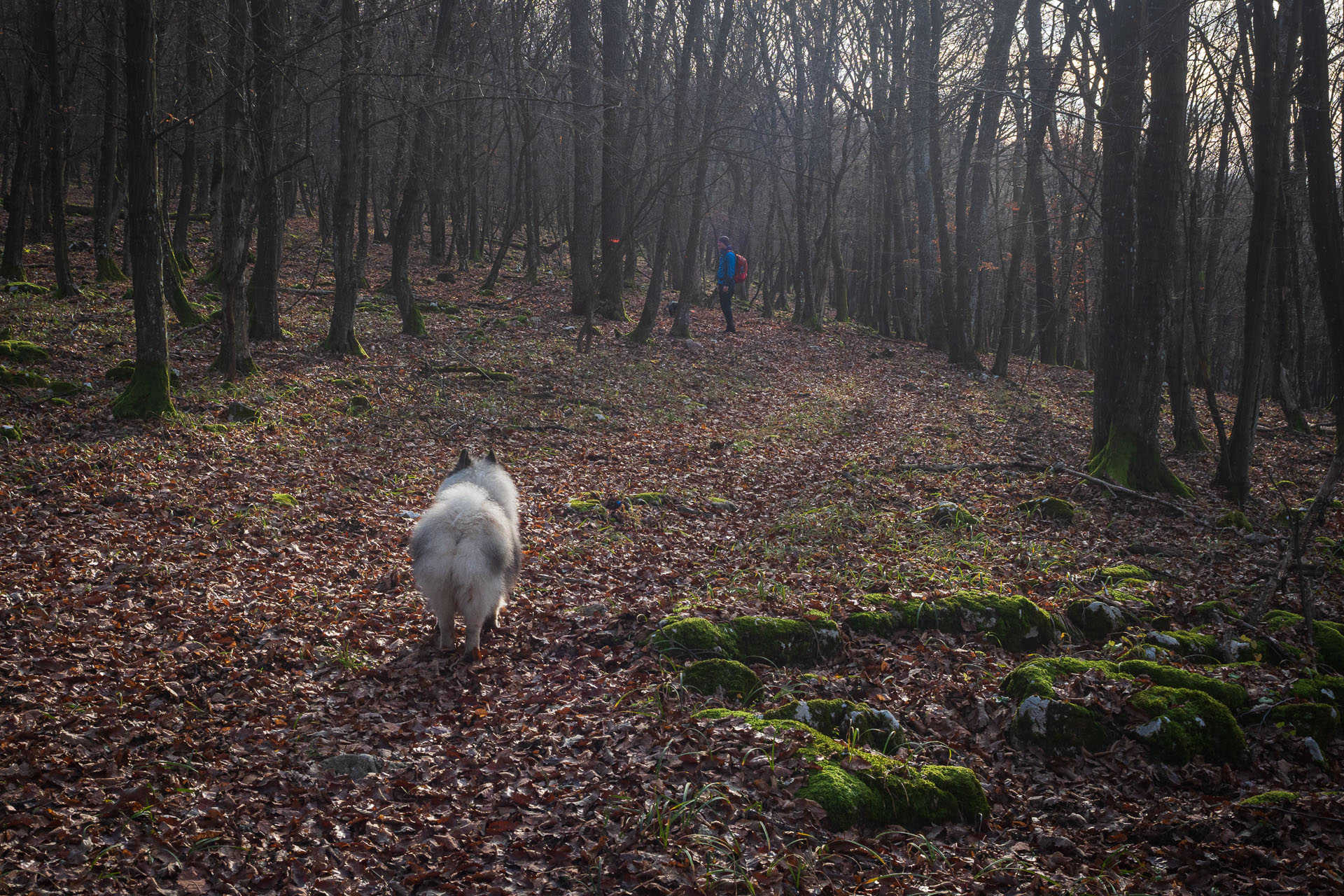 Drieňova studňa z Plešivca (Slovenský kras)