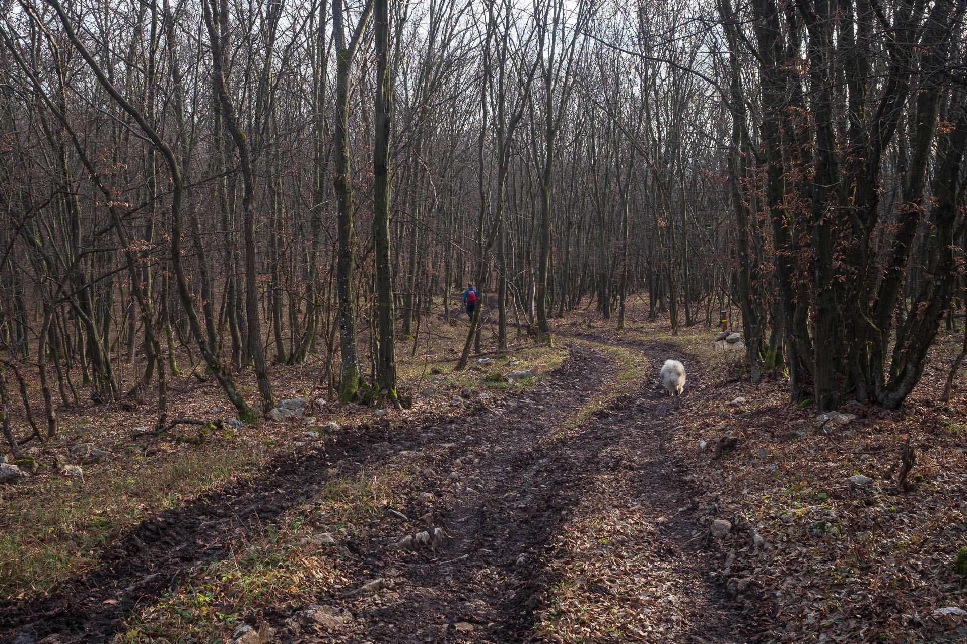 Drieňova studňa z Plešivca (Slovenský kras)