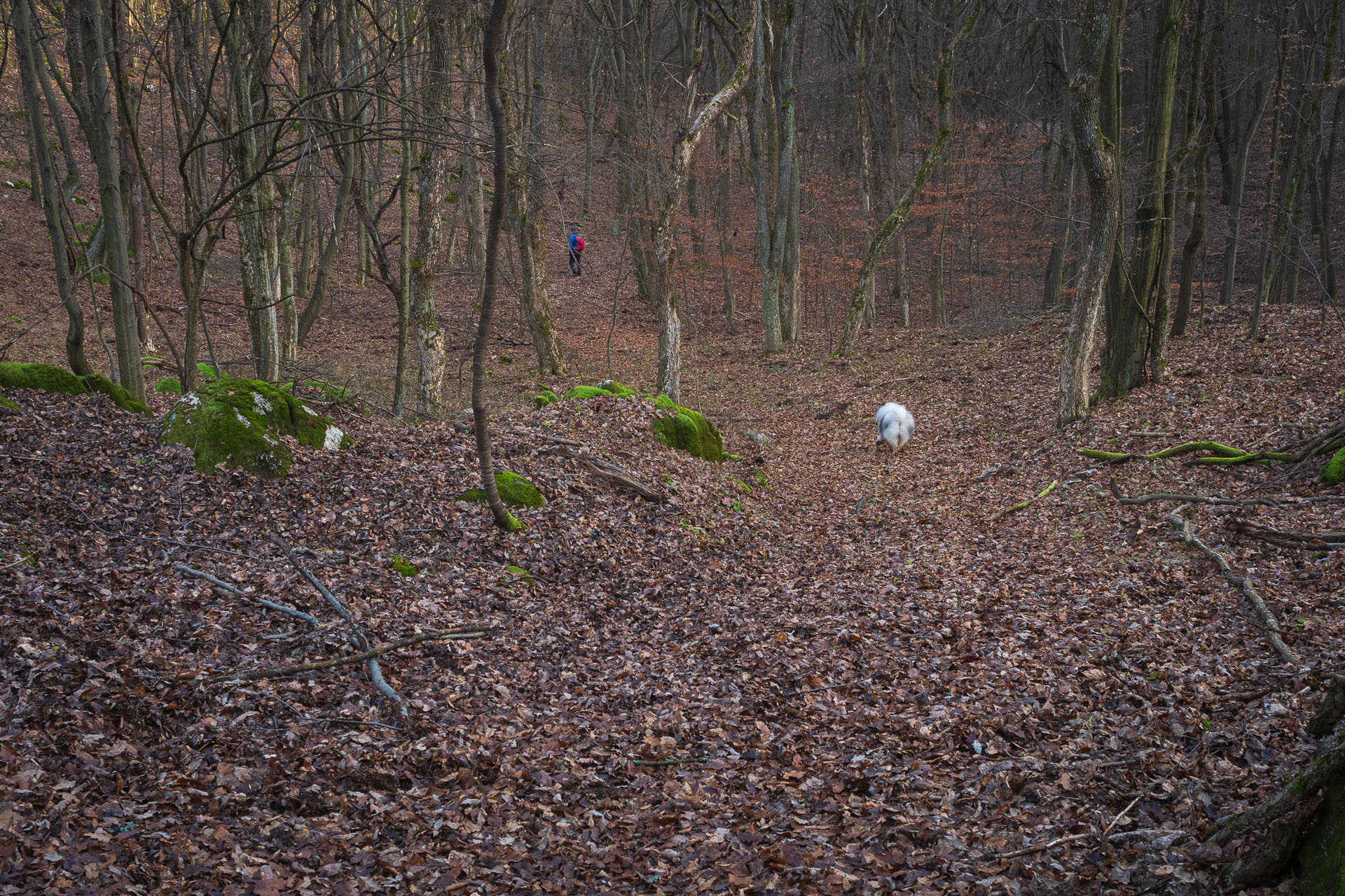 Drieňova studňa z Plešivca (Slovenský kras)