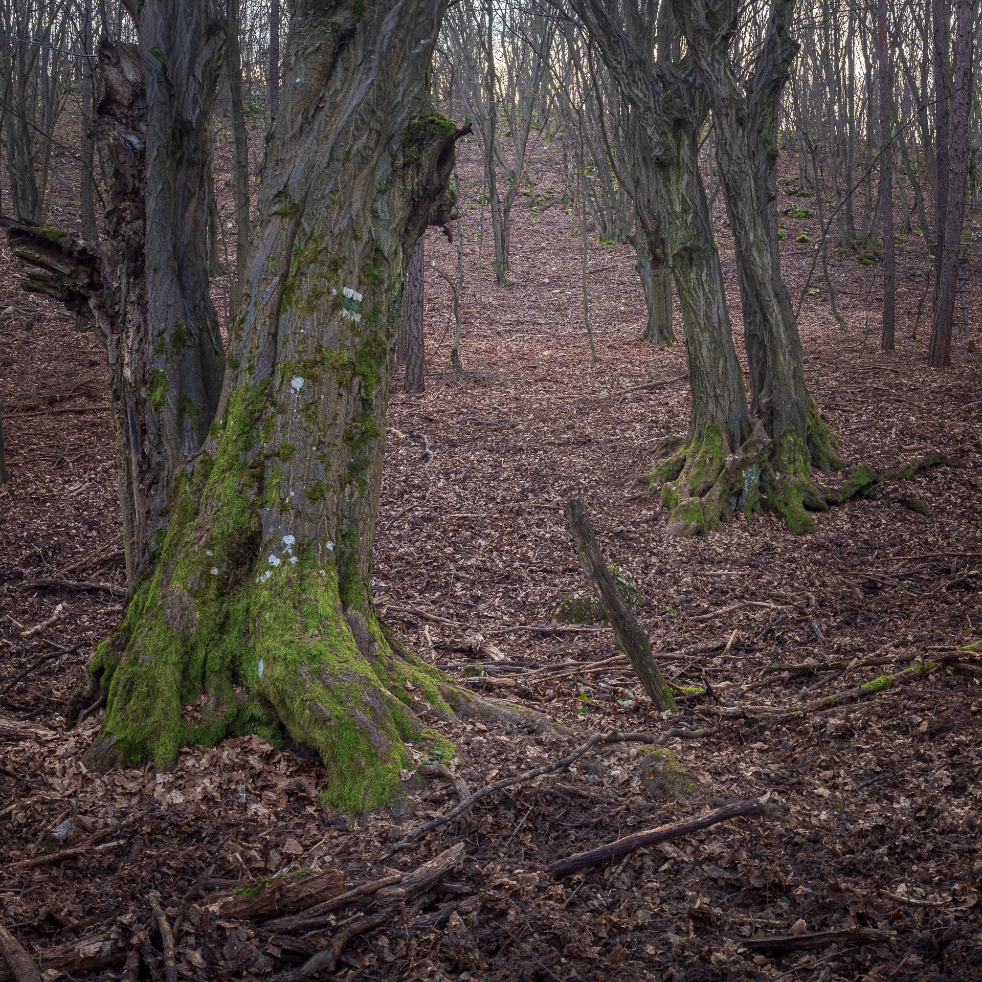 Drieňova studňa z Plešivca (Slovenský kras)