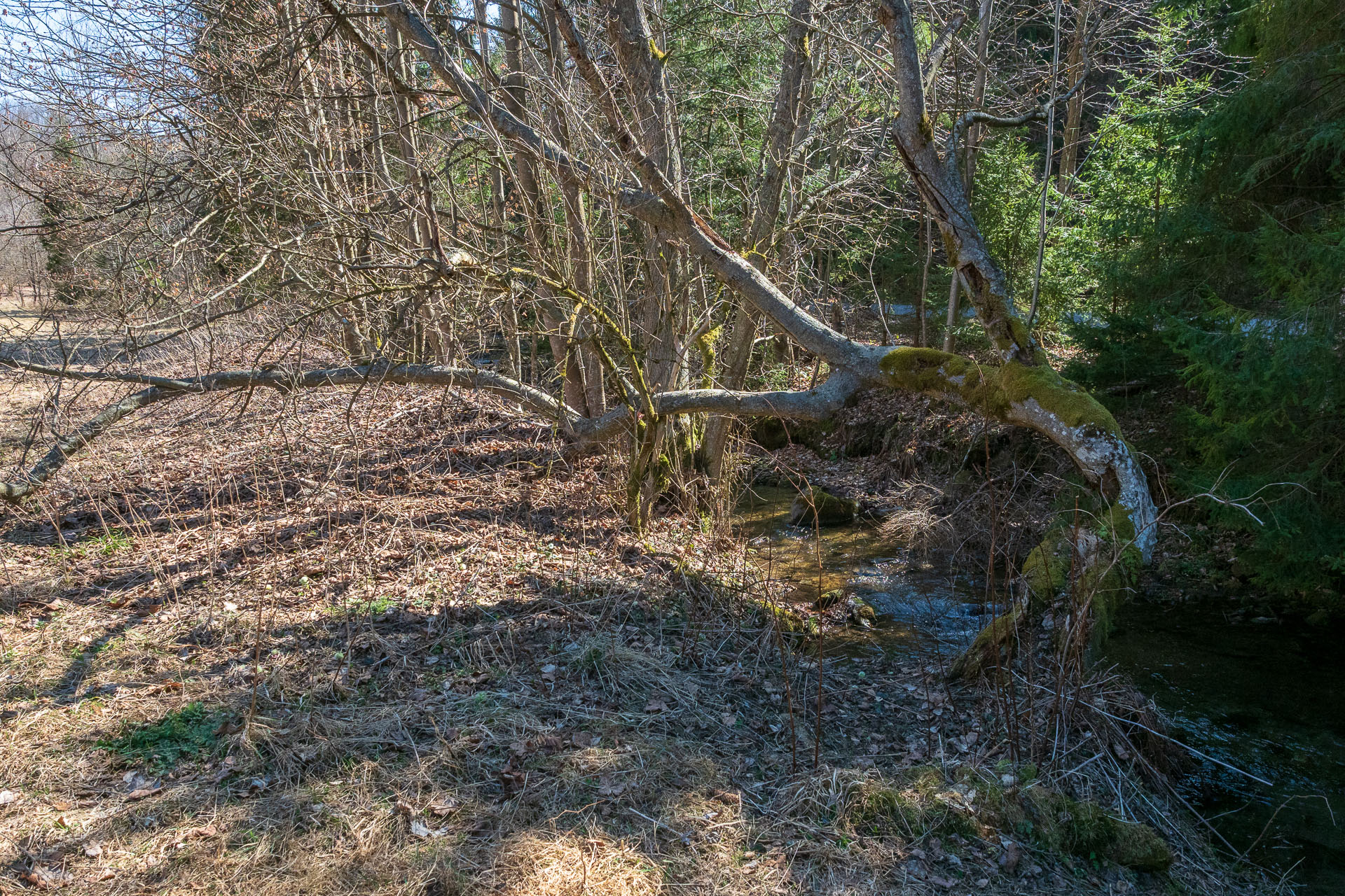 Folkmarská skala z Kojšova (Volovské vrchy)