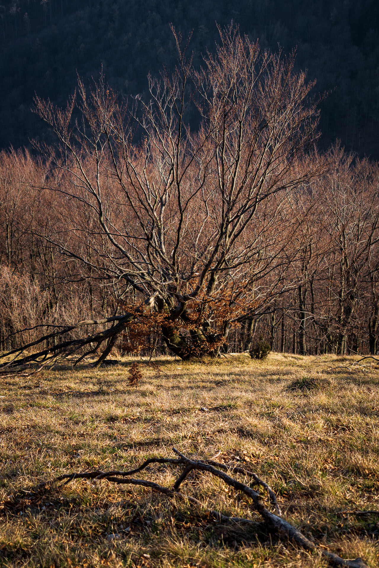 Folkmarská skala z Kojšova (Volovské vrchy)