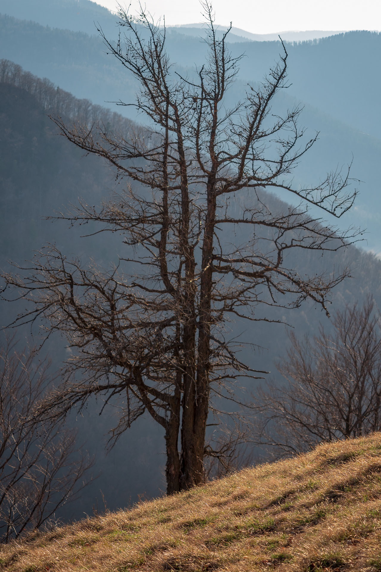 Folkmarská skala z Kojšova (Volovské vrchy)