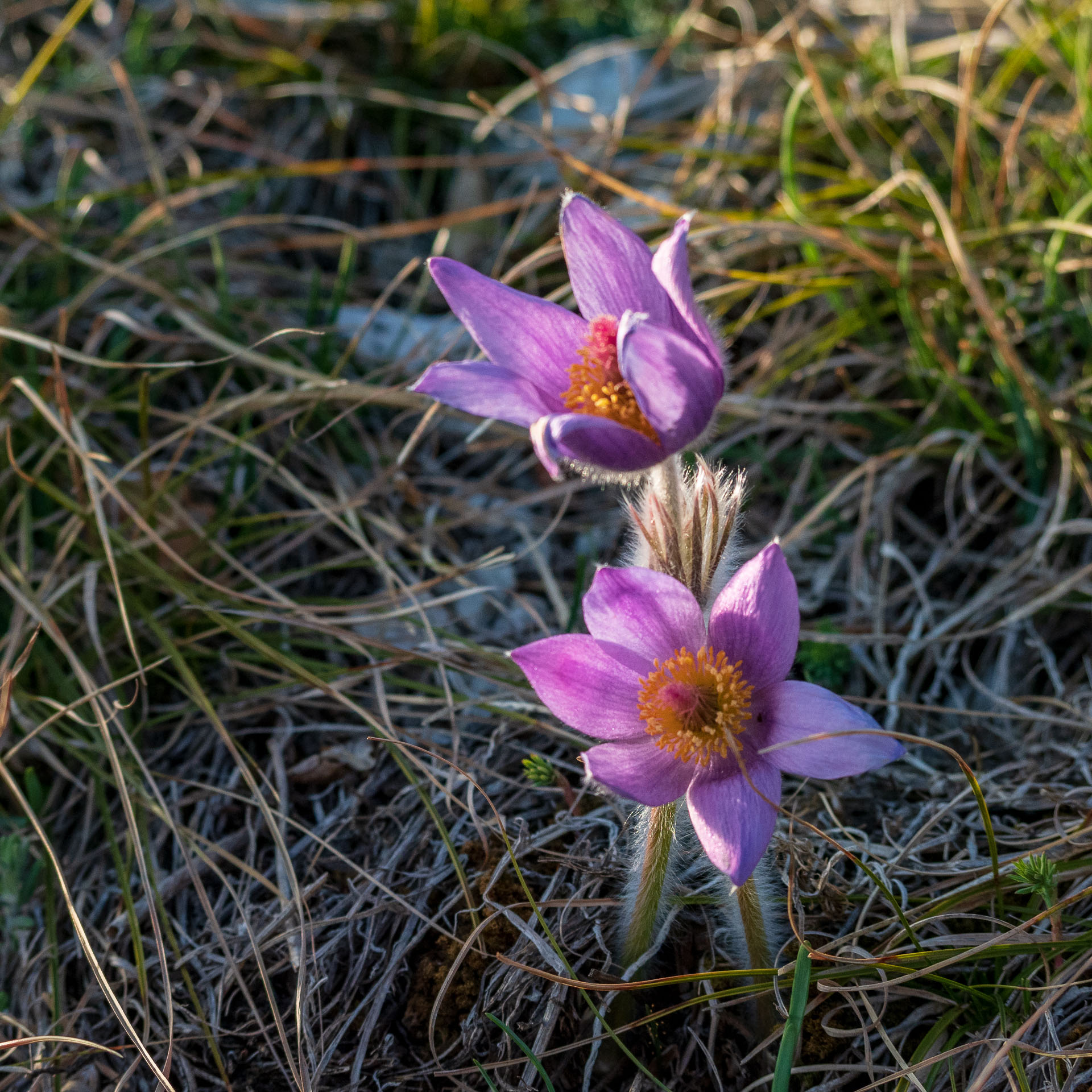 Folkmarská skala z Kojšova (Volovské vrchy)