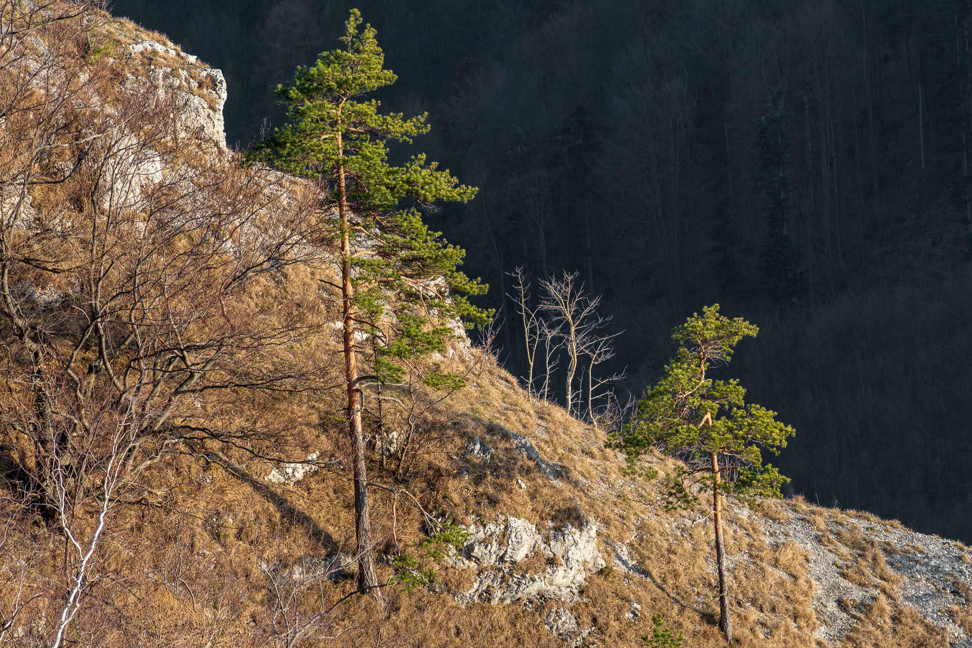 Folkmarská skala z Kojšova (Volovské vrchy)