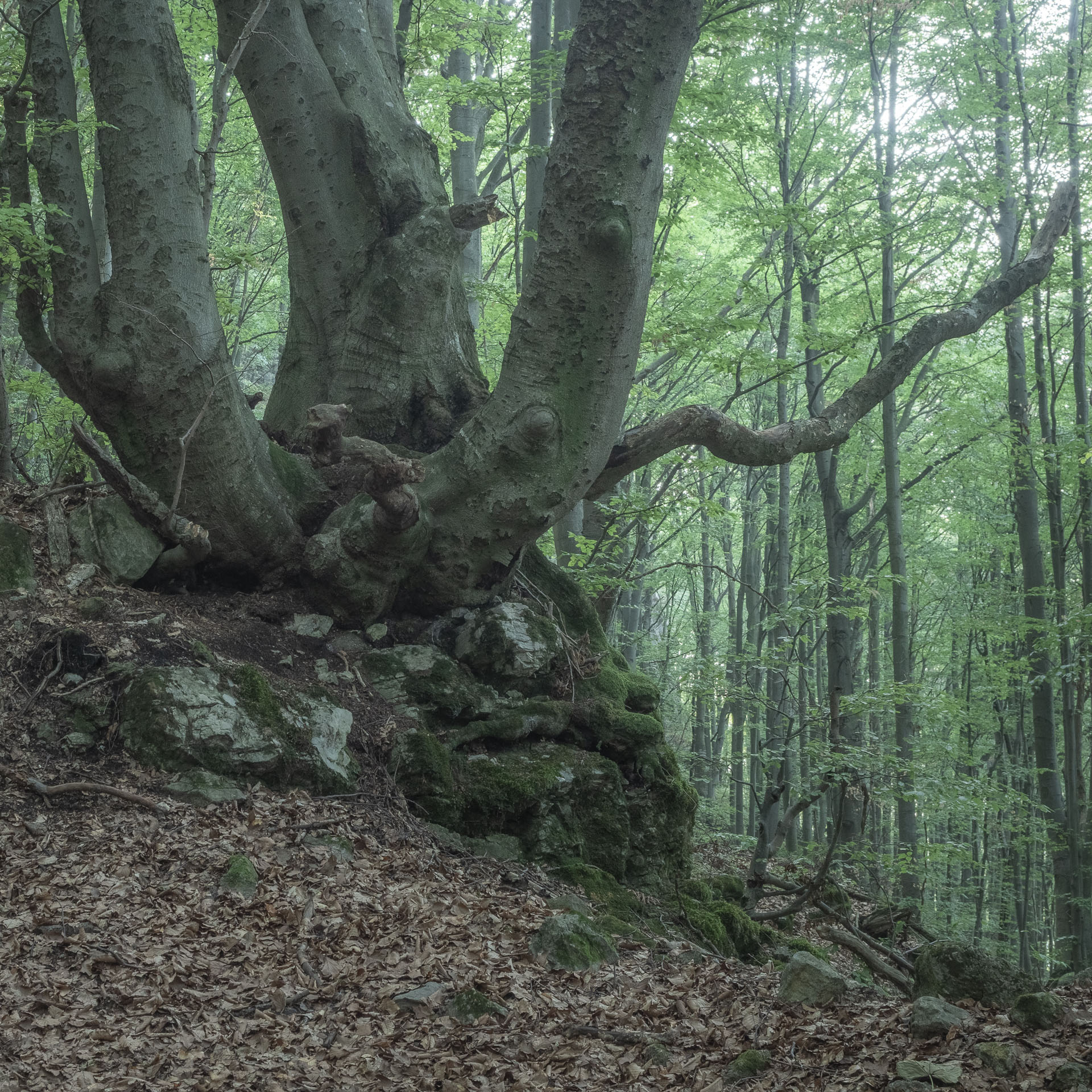 Gerlašská skala a Zvonárka z Rožňavského Bystrého (Slovenský kras)