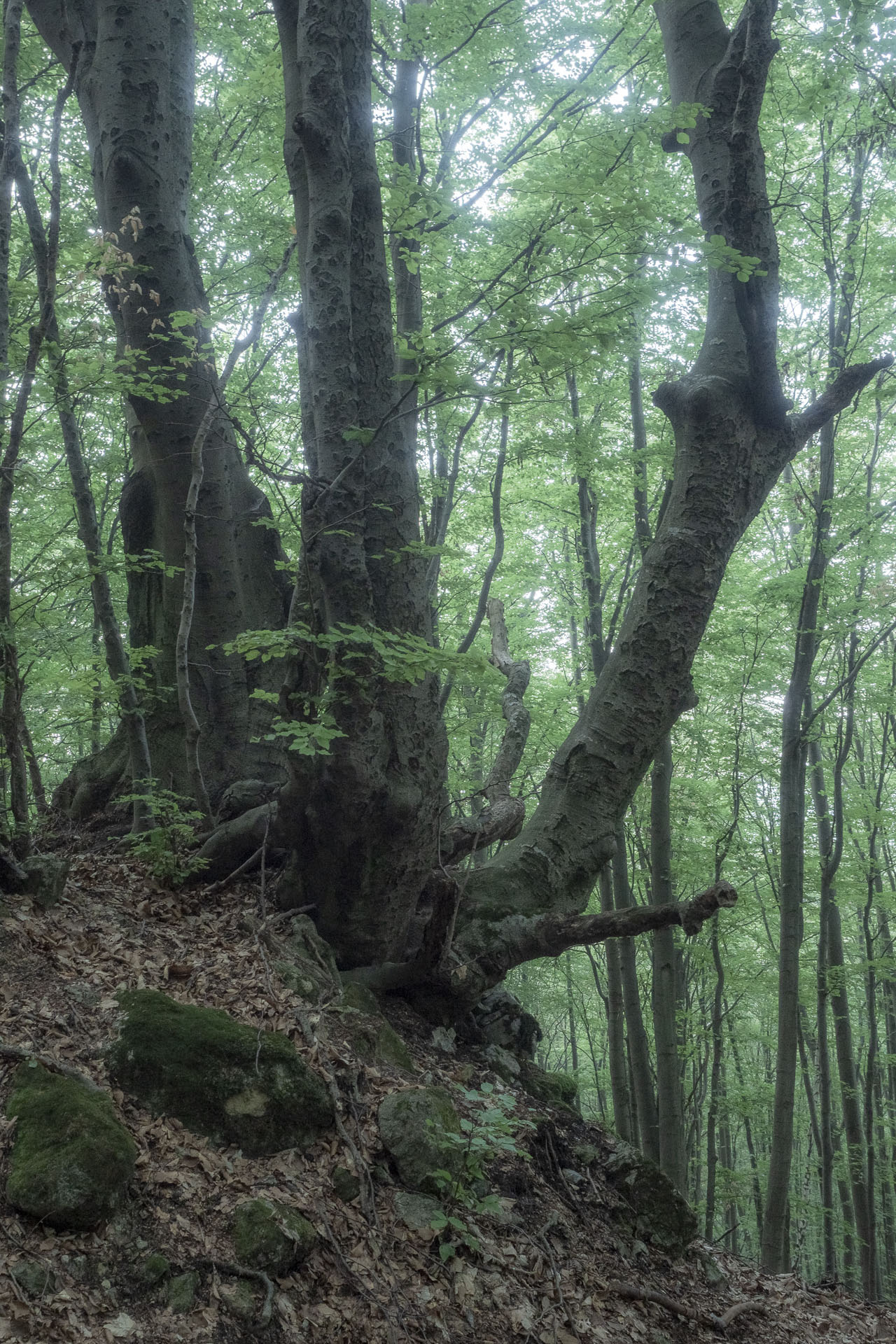 Gerlašská skala a Zvonárka z Rožňavského Bystrého (Slovenský kras)