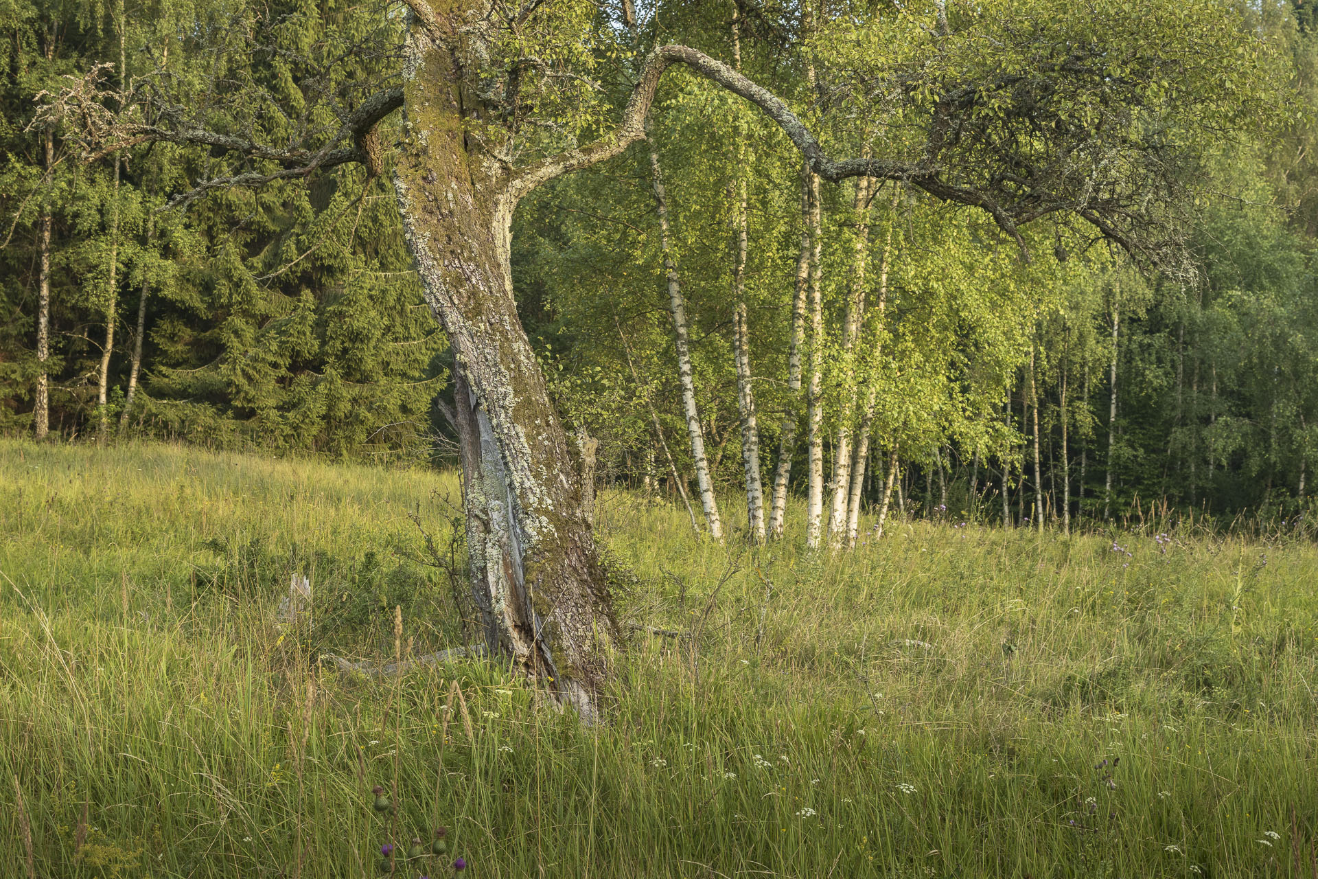 Gerlašská skala a Zvonárka z Rožňavského Bystrého (Slovenský kras)