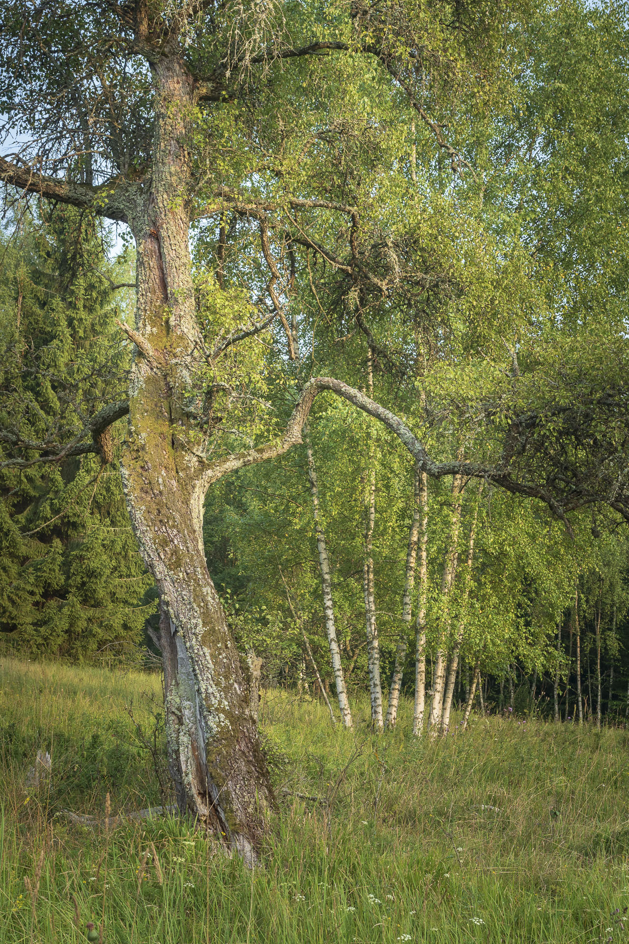 Gerlašská skala a Zvonárka z Rožňavského Bystrého (Slovenský kras)