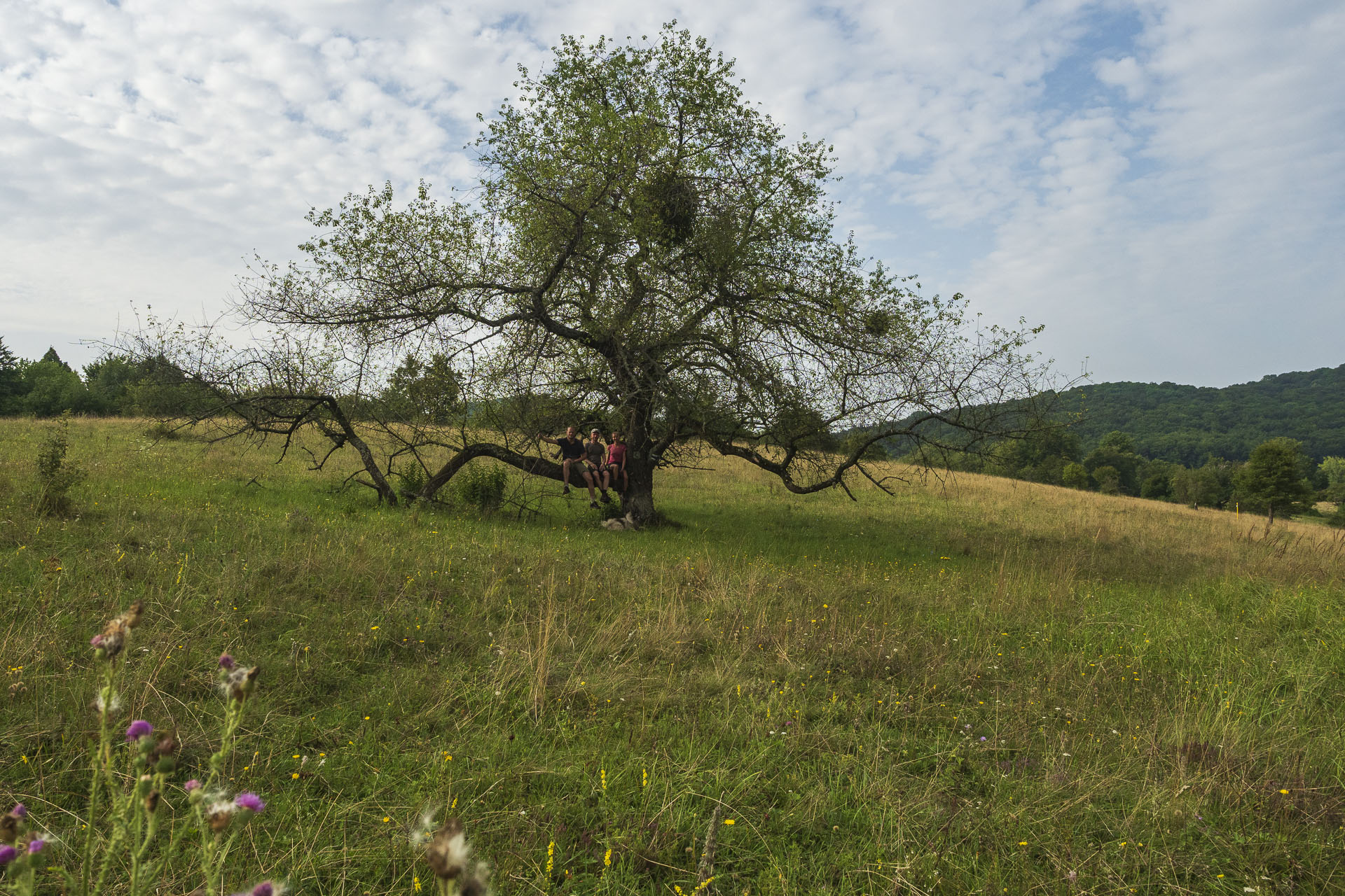 Gerlašská skala a Zvonárka z Rožňavského Bystrého (Slovenský kras)