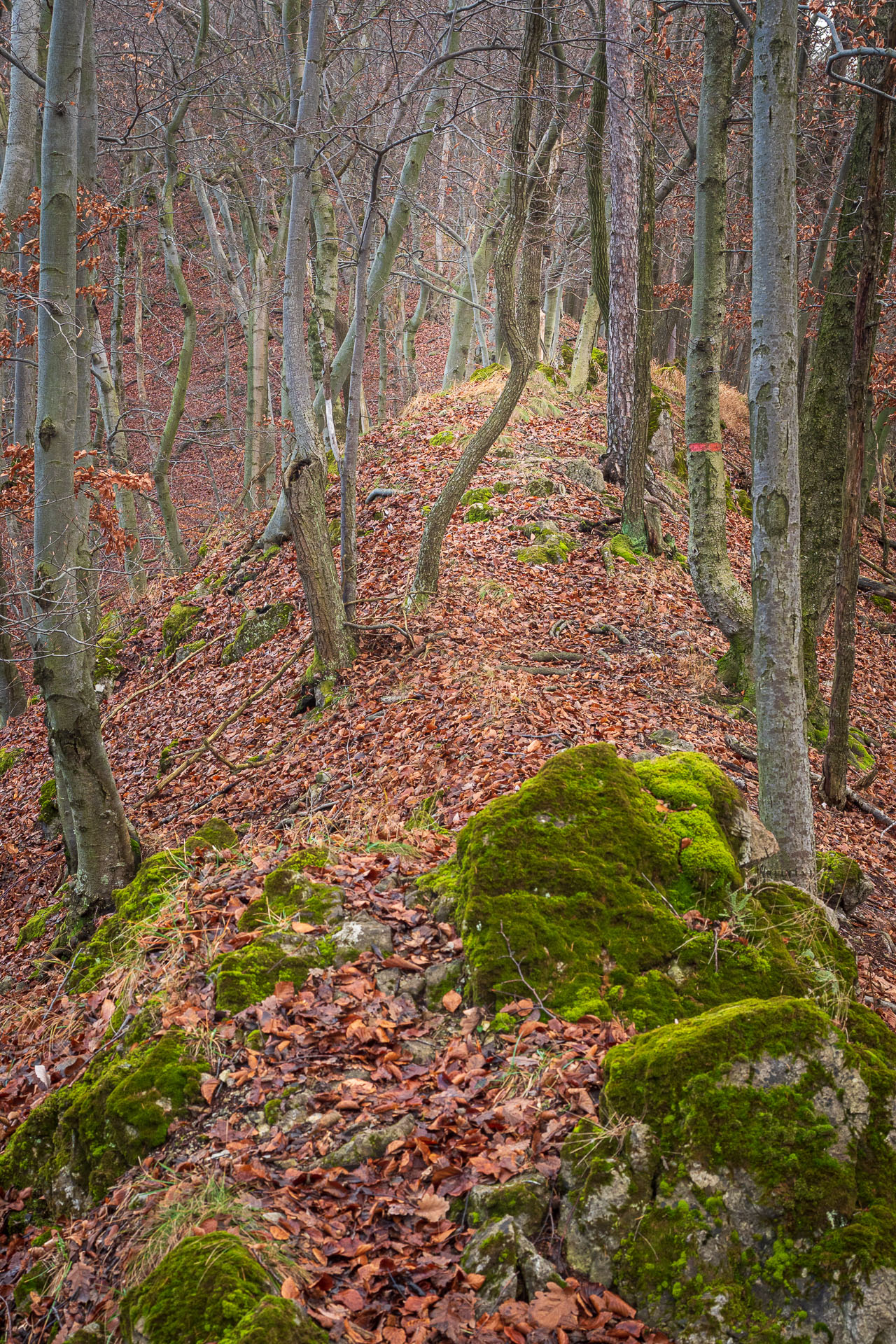 Holica z Malej Lodiny (Čierna hora)