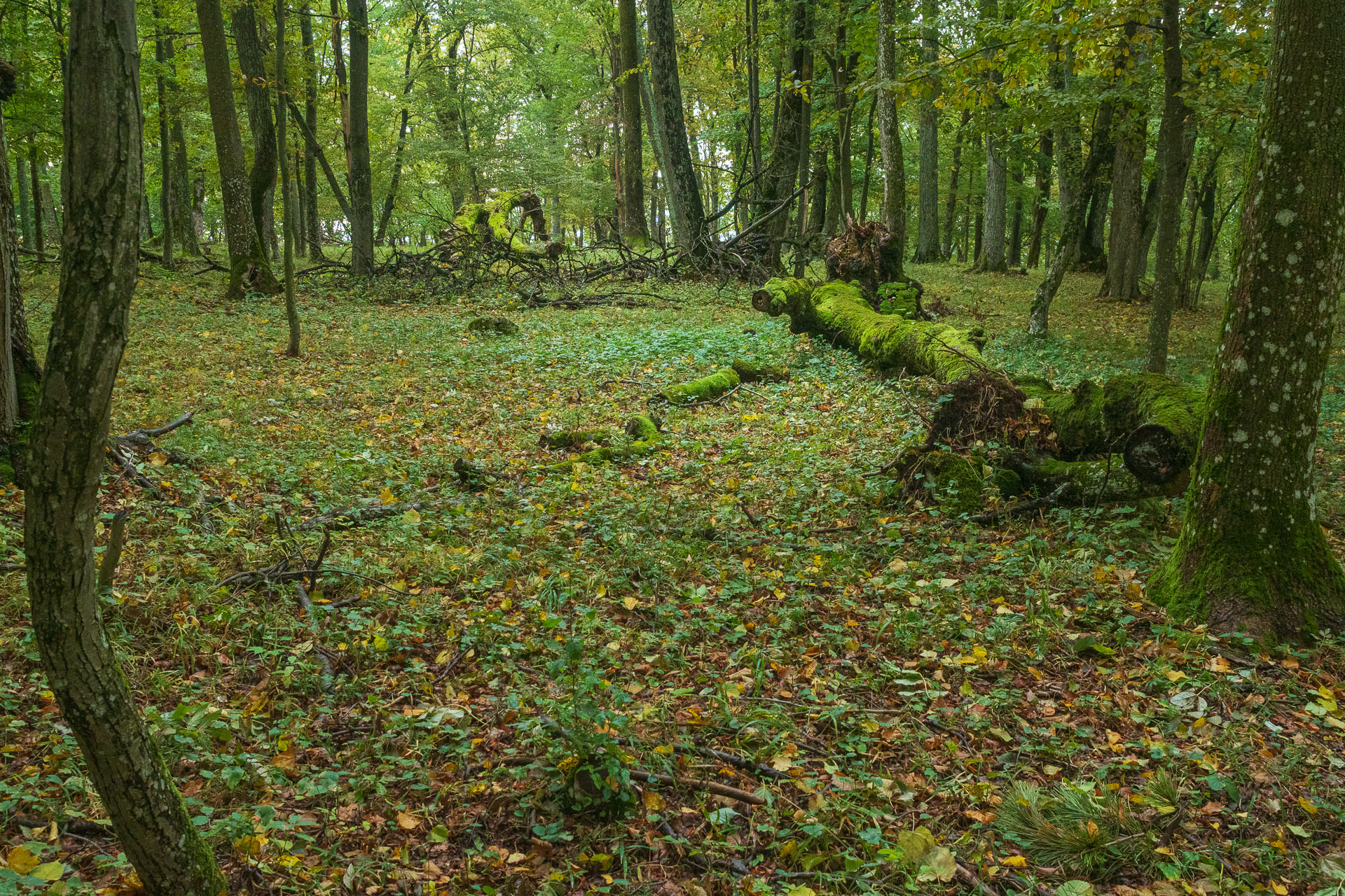 Horný vrch zo sedla Soroška (Slovenský kras)