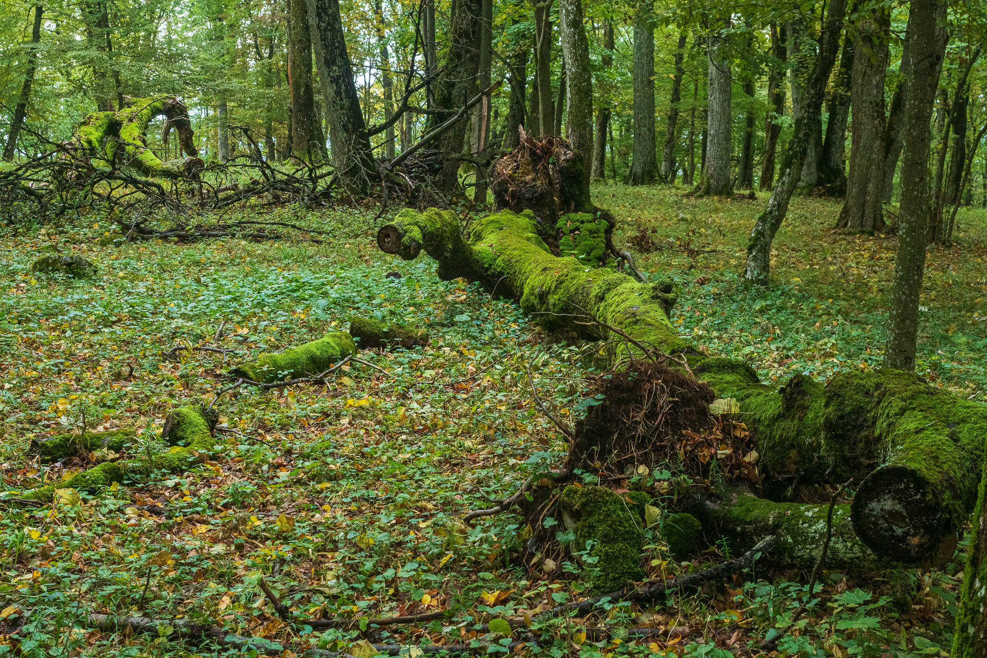 Horný vrch zo sedla Soroška (Slovenský kras)