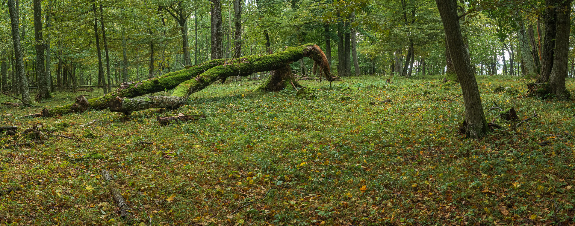 Horný vrch zo sedla Soroška (Slovenský kras)