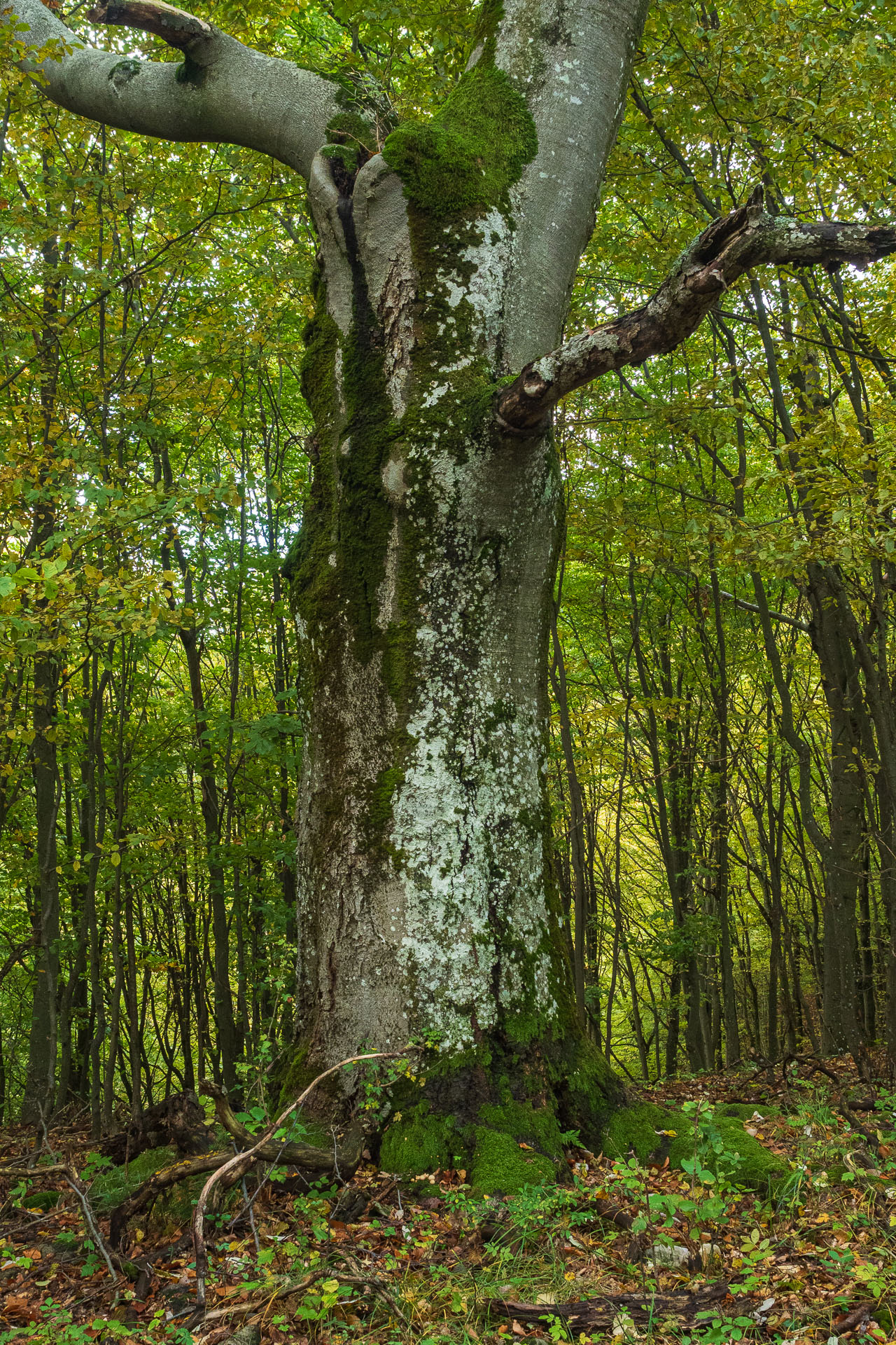 Horný vrch zo sedla Soroška (Slovenský kras)