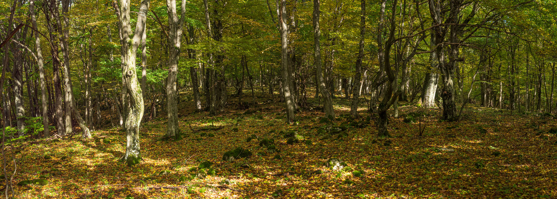 Horný vrch zo sedla Soroška (Slovenský kras)