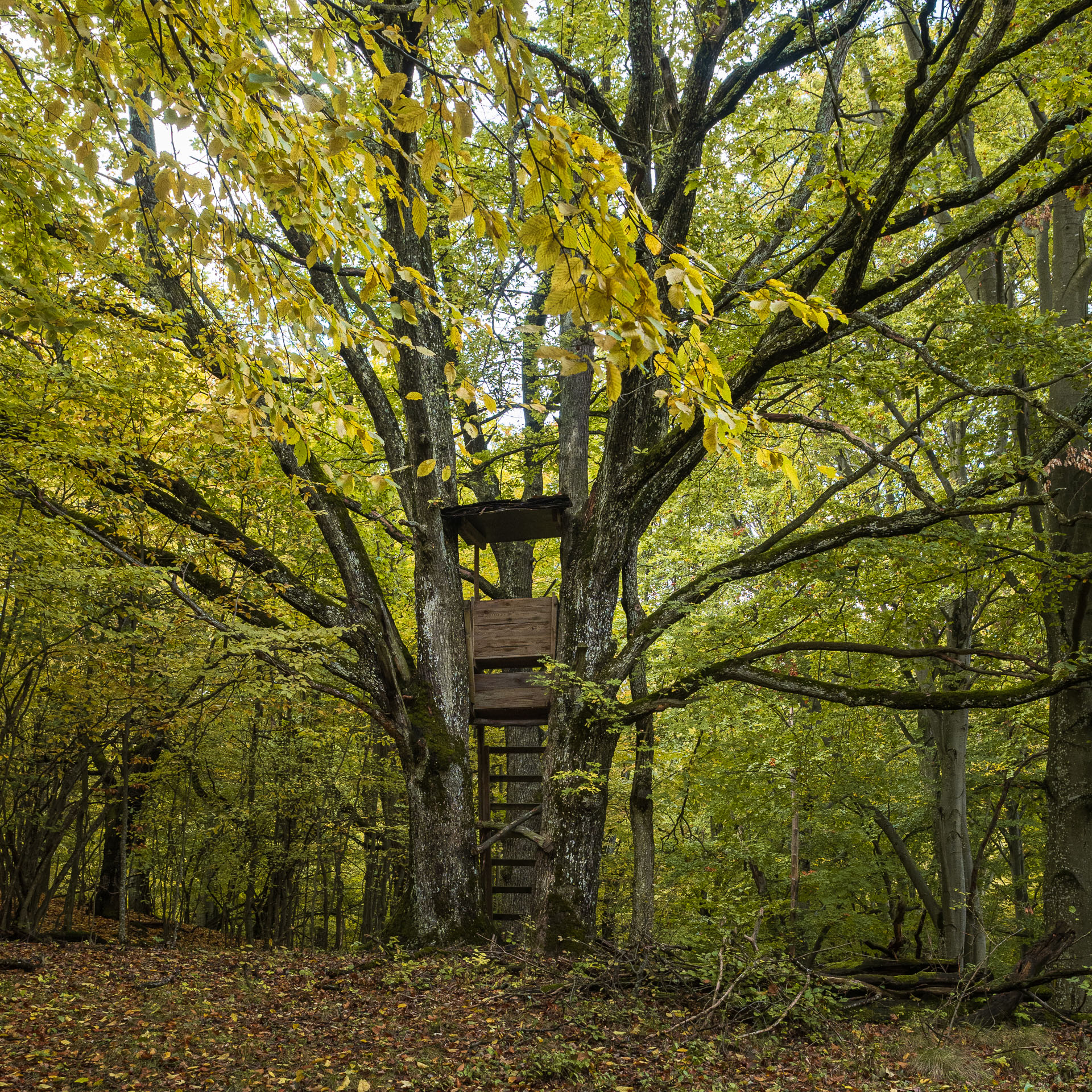 Horný vrch zo sedla Soroška (Slovenský kras)