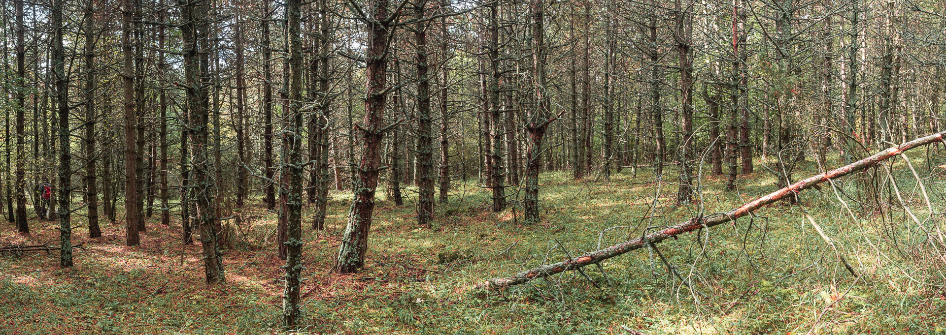 Horný vrch zo sedla Soroška (Slovenský kras)