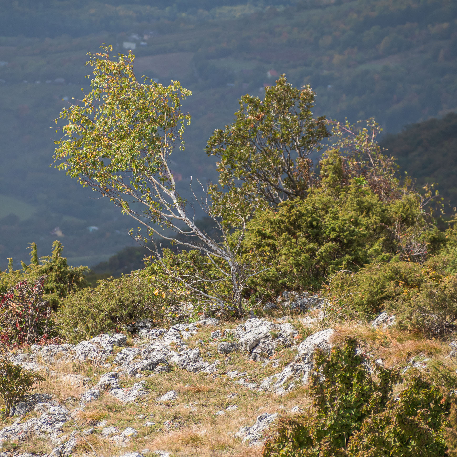 Horný vrch zo sedla Soroška (Slovenský kras)