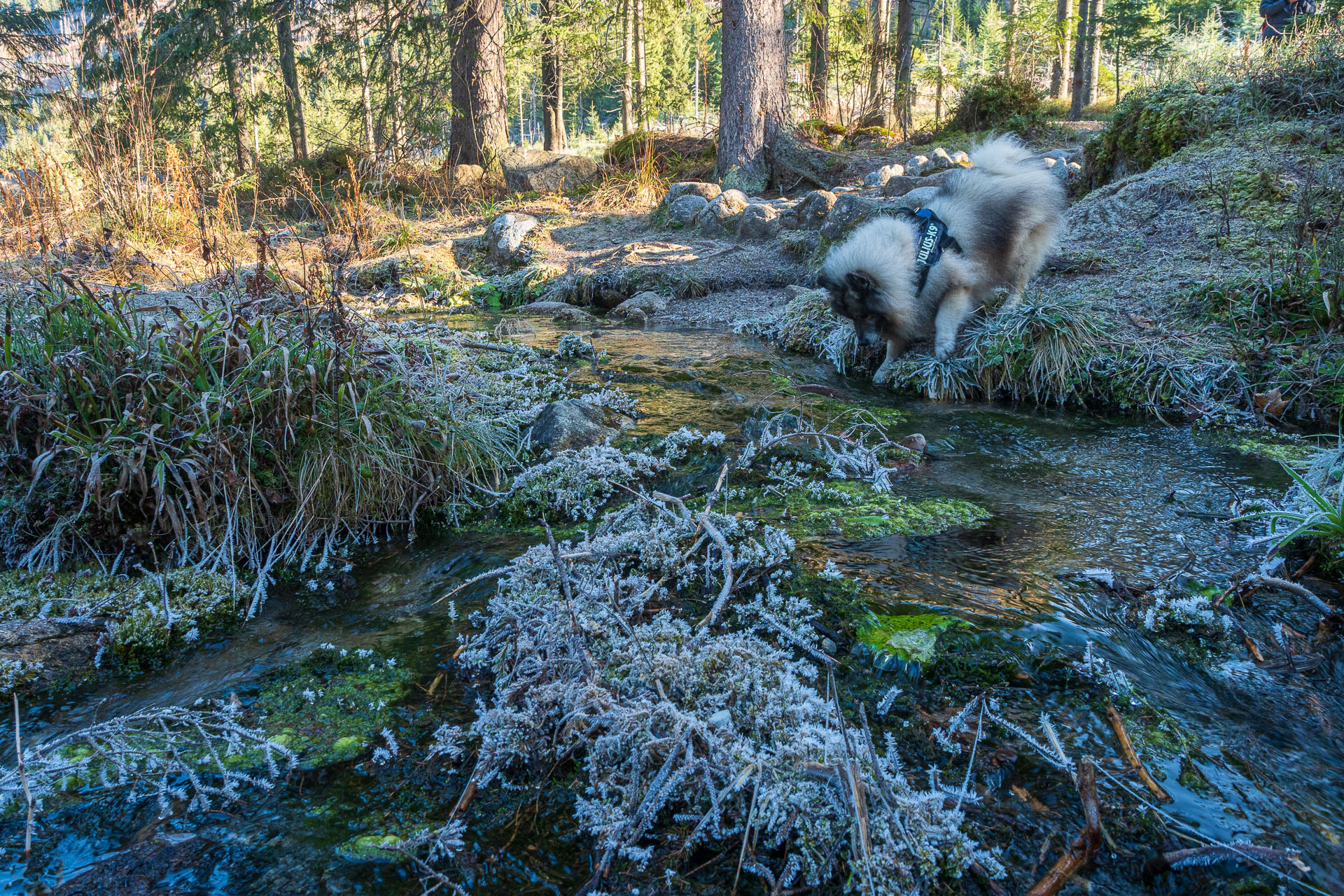 Kopské sedlo z Tatranskej Javoriny (Belianske Tatry)